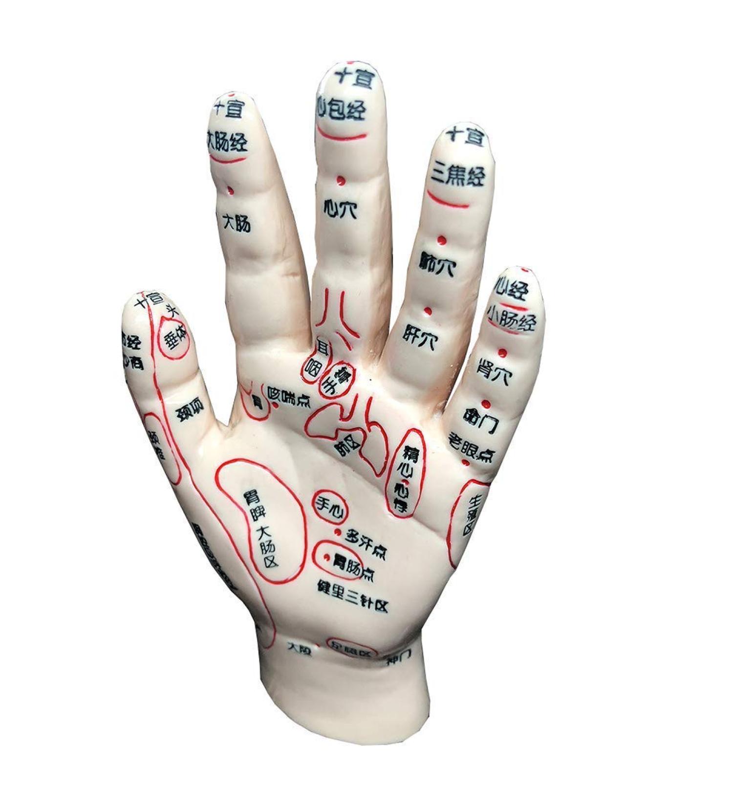 Acupuncture Main Model - Acupuncture Education Teaching Model - HD Chinese Human Lettering - for Points of Acupuncture Meridian and Medical Acupuncture - Buy Online on SooperMarket.com