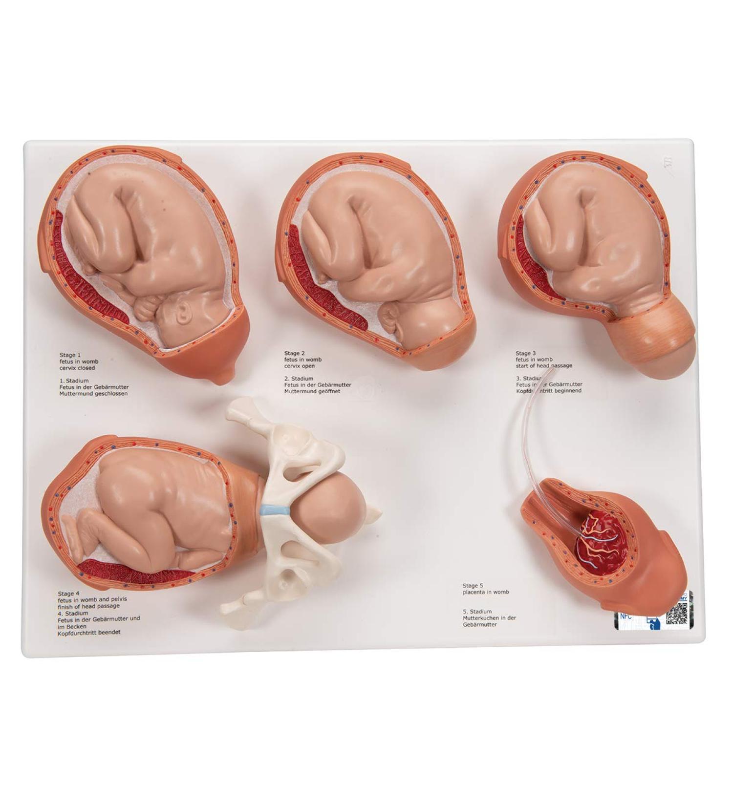 3B Scientific VG393 Labor Stages Model 12.2-Inch Lengthx15.7-Inch Widthx5.1-Inch Height - Buy Online on SooperMarket.com