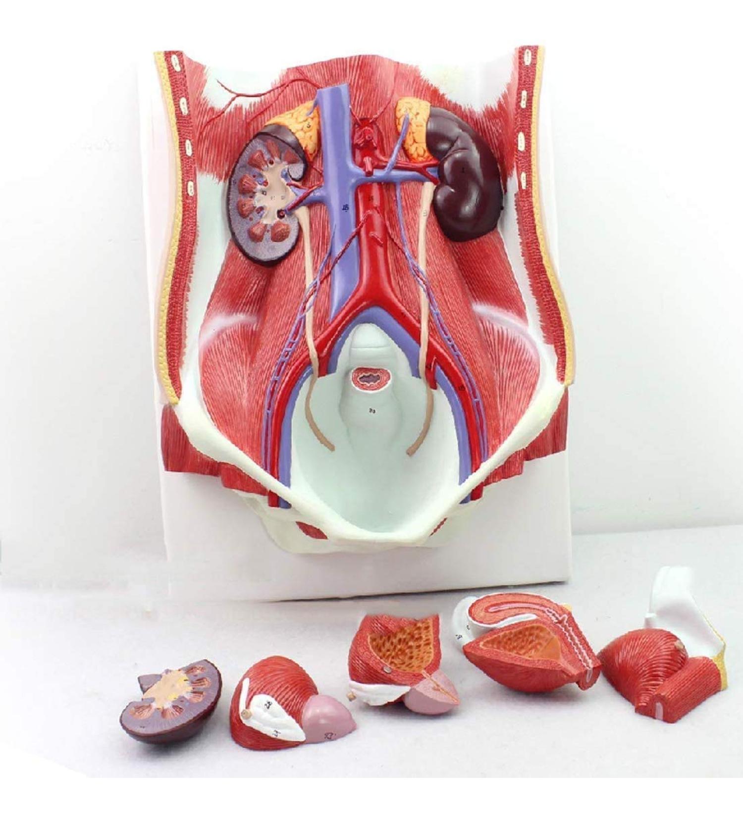 Model of Human Urinary System Urinary System Model Female Male Male Bladder Cavity Abdominal Abdominal Rear Wall Model - Buy Online on SooperMarket.com