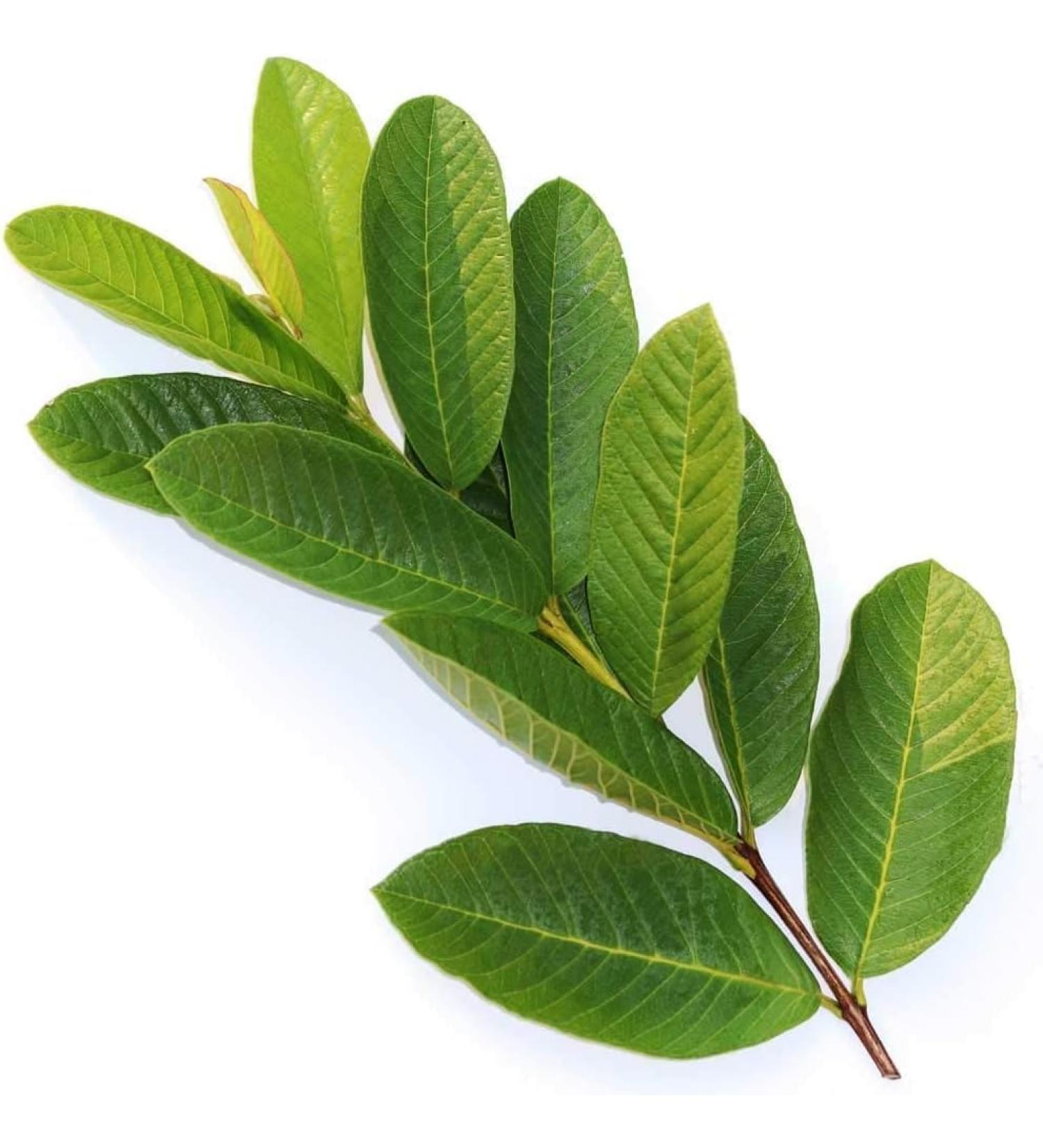 Fresh Organic Guva Leaves | Approx 70G Jumbo | Guva Leaf For Medical | Use Diabetes & Skin Care| Indian Origin|Next Day Shipping By Seelans - Buy Online on SooperMarket.com