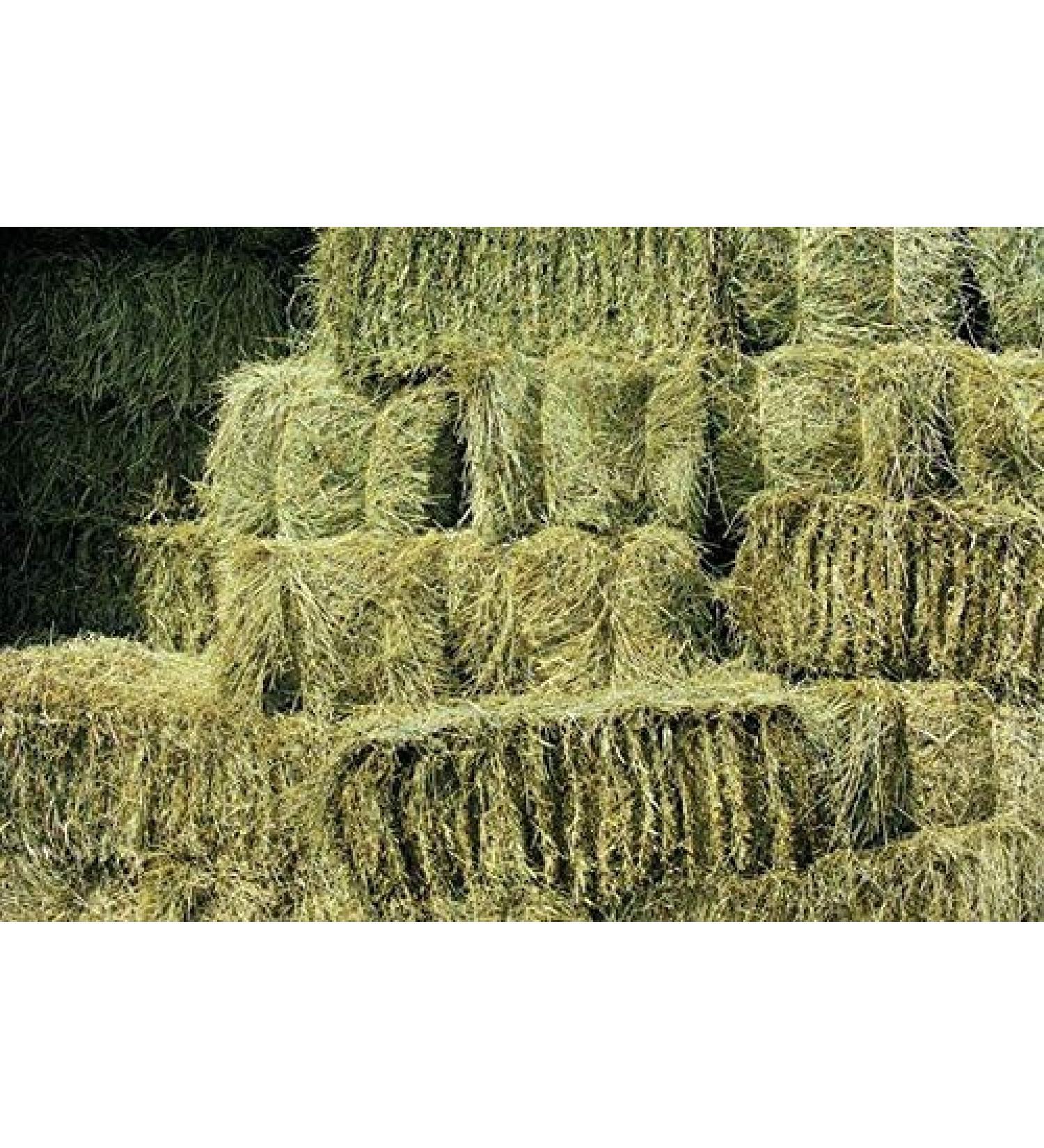 Shorefields Fresh Meadow Hay - Animal Feeding Hay Bale for Rabbits Guinea Pig Horses Hamsters Ponies - Nutritious Grasses & Wildflowers Blend - Green & Dust Free - Buy Online on SooperMarket.com