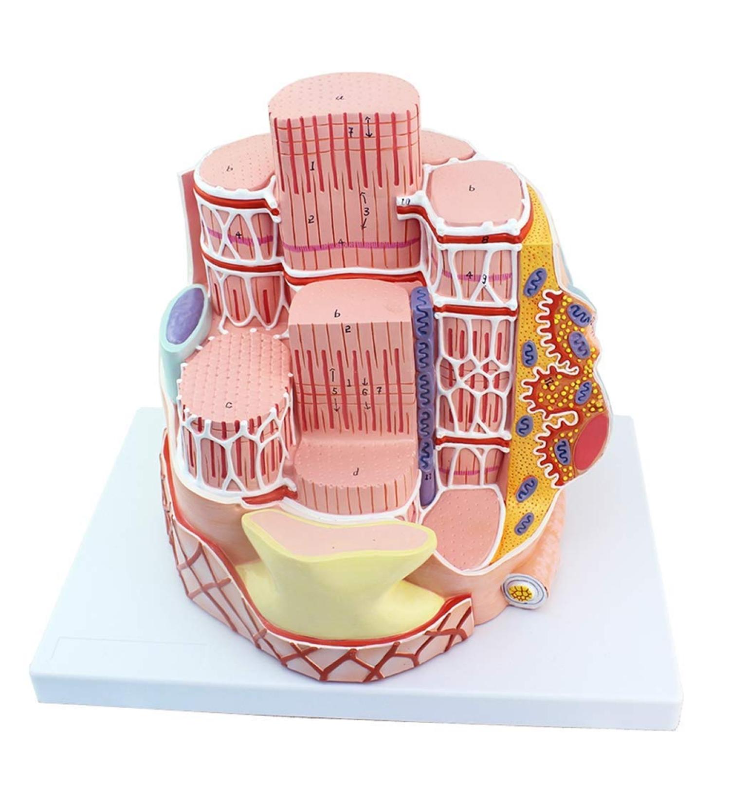 Enlarge 40 000 Times Skeletal Muscle Fiber MicroAnatomy Model Medical Education Training aid Science Kits - Buy Online on SooperMarket.com