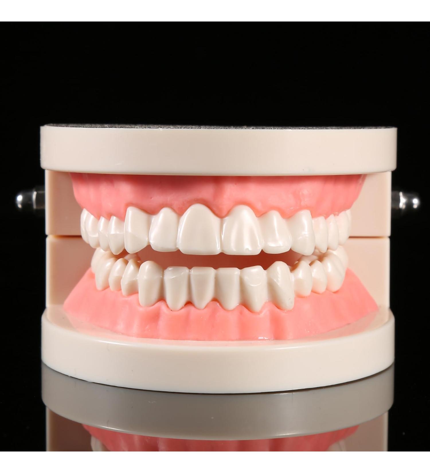 Model Teeth Dental Study - 10x8x7 PVC Teaching Aid for Kids | Learn to Brush Teeth - Buy Online on SooperMarket.com