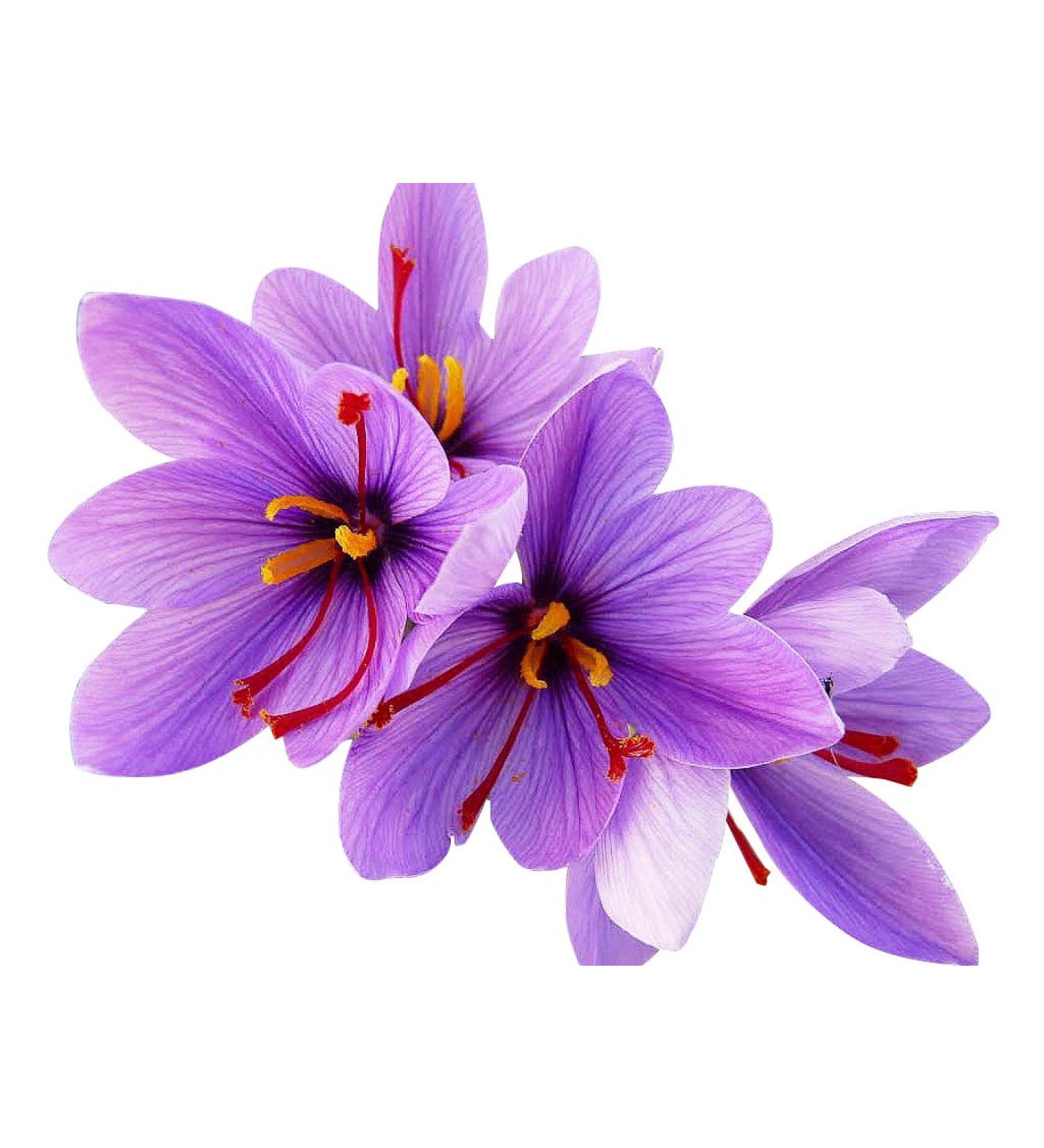 20 Jumbo Saffron Sativus Crocus Corms - Instructions are Included
