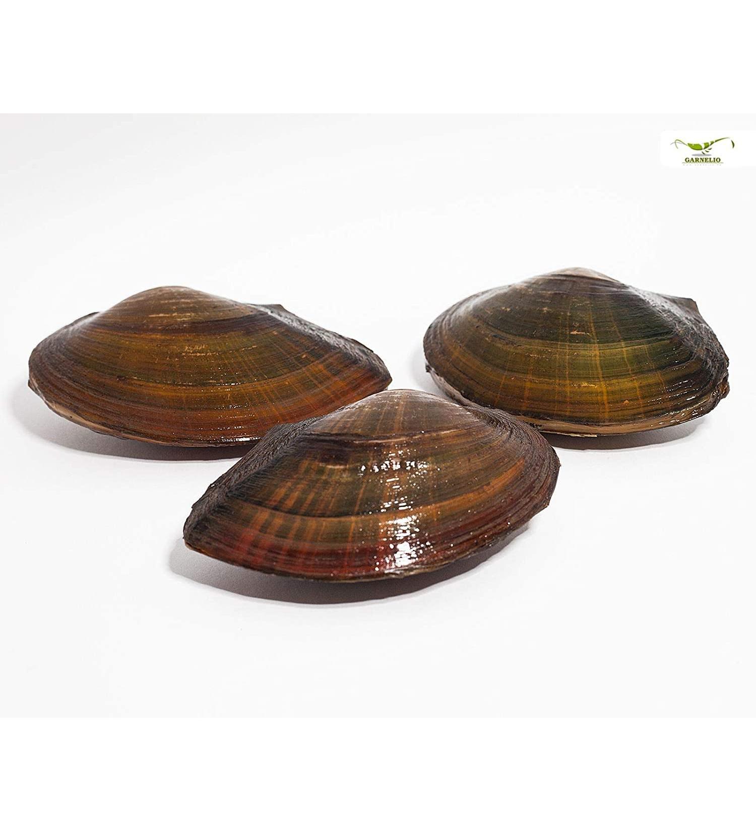 Natureholic - pond mussels I ideal for the garden pond i domestic mussel I interesting reproductive biology i is very large i 3 pcs 3 pcs.