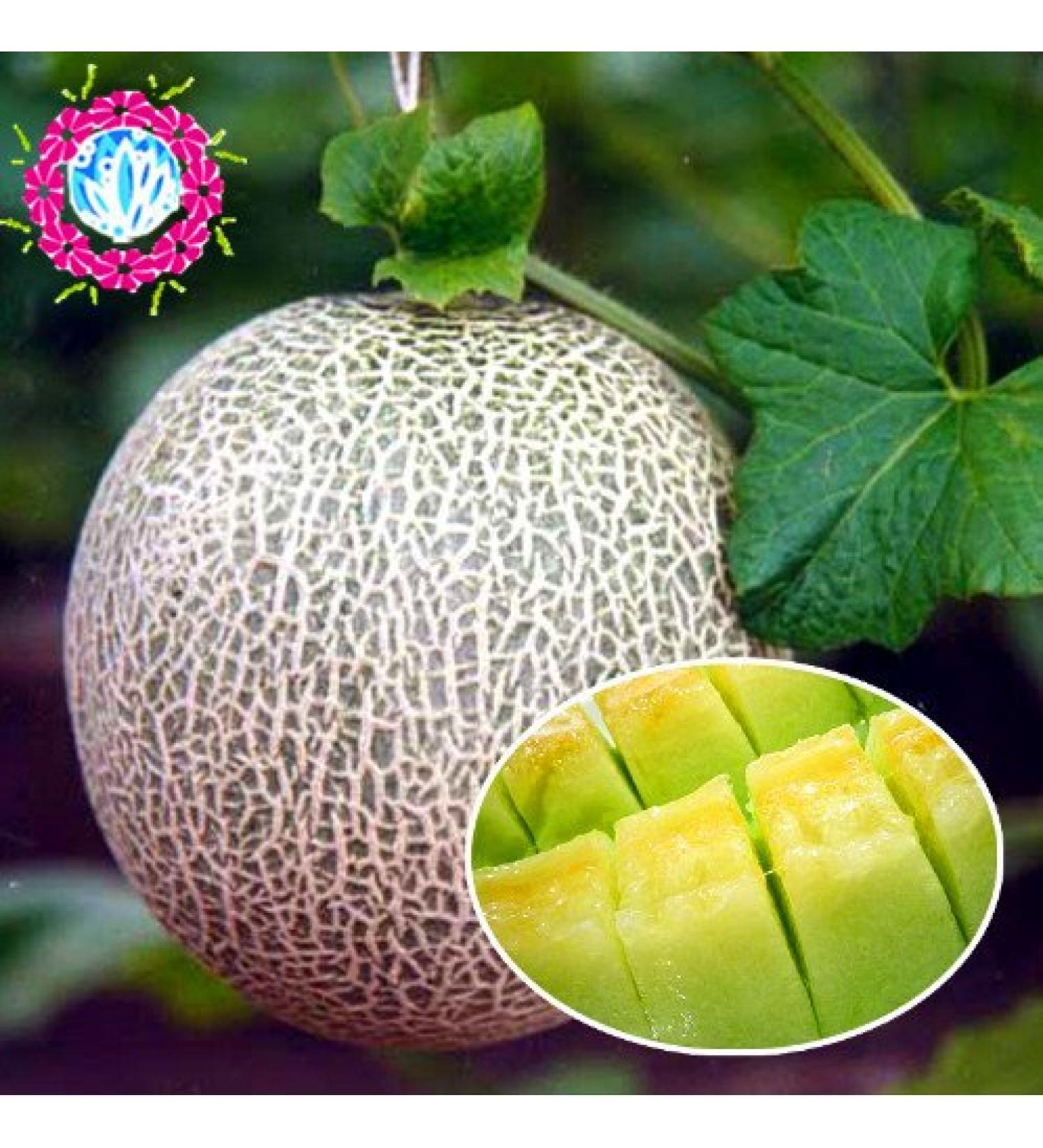 Semi di Melone cantalupo Honey rugiada Verde Flesh 50 Pz