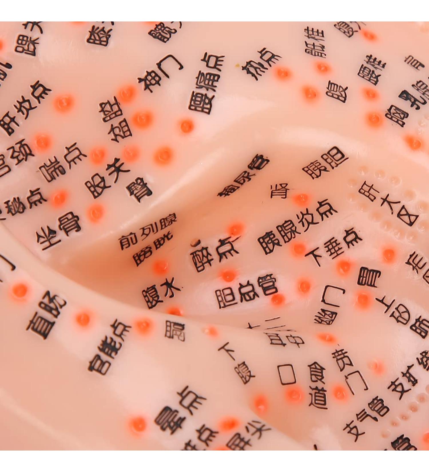 Buy Ear Massage Acupuncture Model | Safe PVC Material for Home Medicine | International Shipping - Buy Online on SooperMarket.com