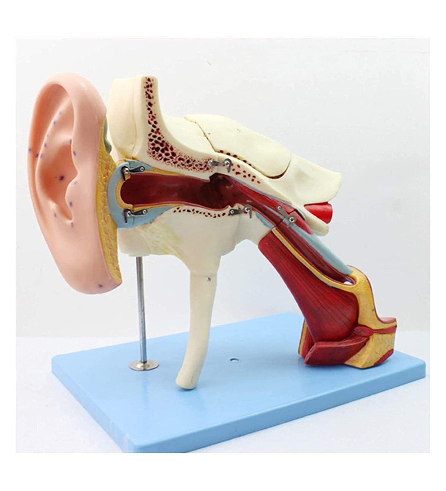 Human Ear Human Ear Body Model Medium Ear Ear External Ear Membrane Temporal Ear Ear Model Educational Model (Size: 16.1x17.3in) - Buy Online on SooperMarket.com