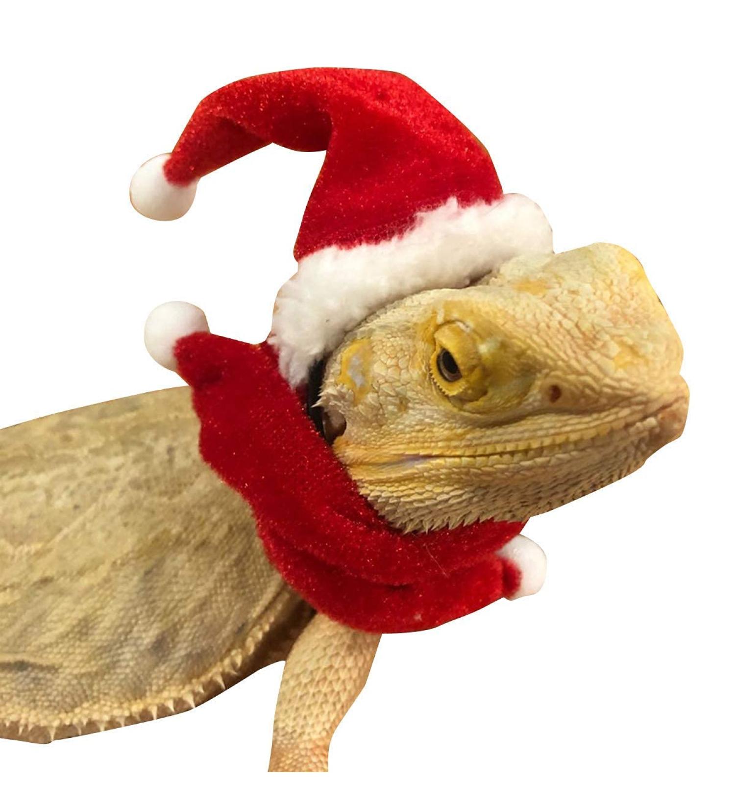 Petyoung Reptiles Hat & Scarf Set for Lizards Bearded Dragons Geckos - Christmas Hat Shell Red Leash & Dishes - Perfect Gift for Small Animals - Buy Online on SooperMarket.com