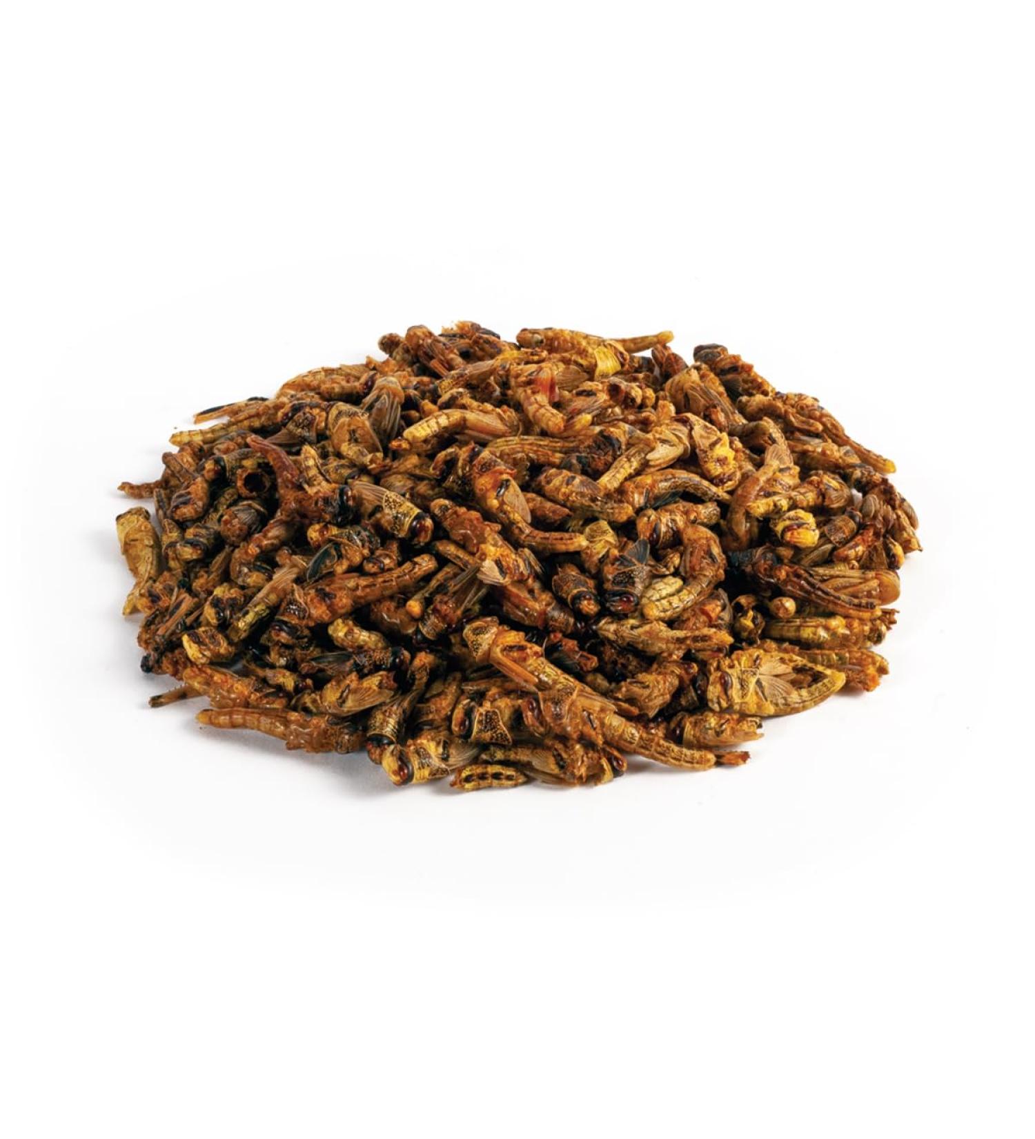 Crunchy Critters Edible Insects Half a pint of Locusts - 40g