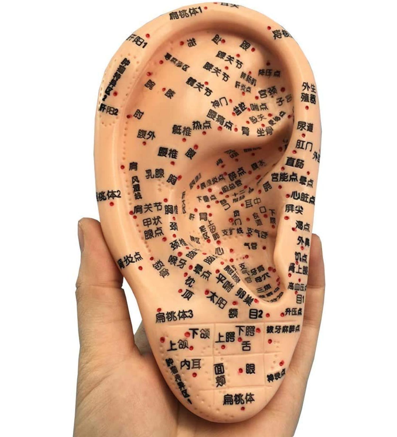 Model for Ear Acupuncture 16 cm The Pressure Point and Meridians Anatomical Model Doctor PVC Acupuncture - Buy Online on SooperMarket.com