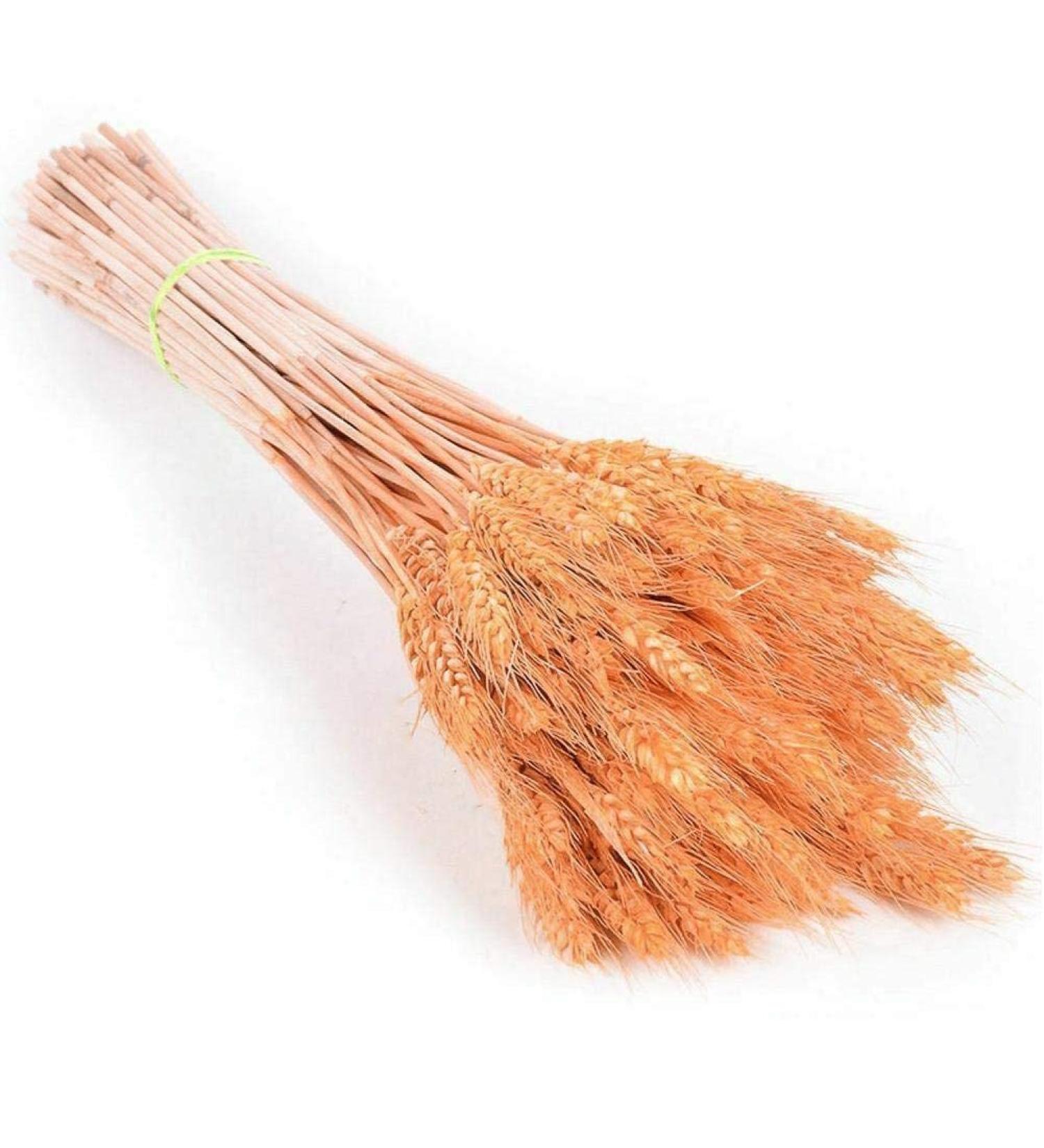 25pcs/set Natural Wheat Ear Barley Dried Flowers Bouquet For Wedding Party Decoration Wheat Decoration Room Bouquet Craft Orange 25pcs - Buy Online on SooperMarket.com