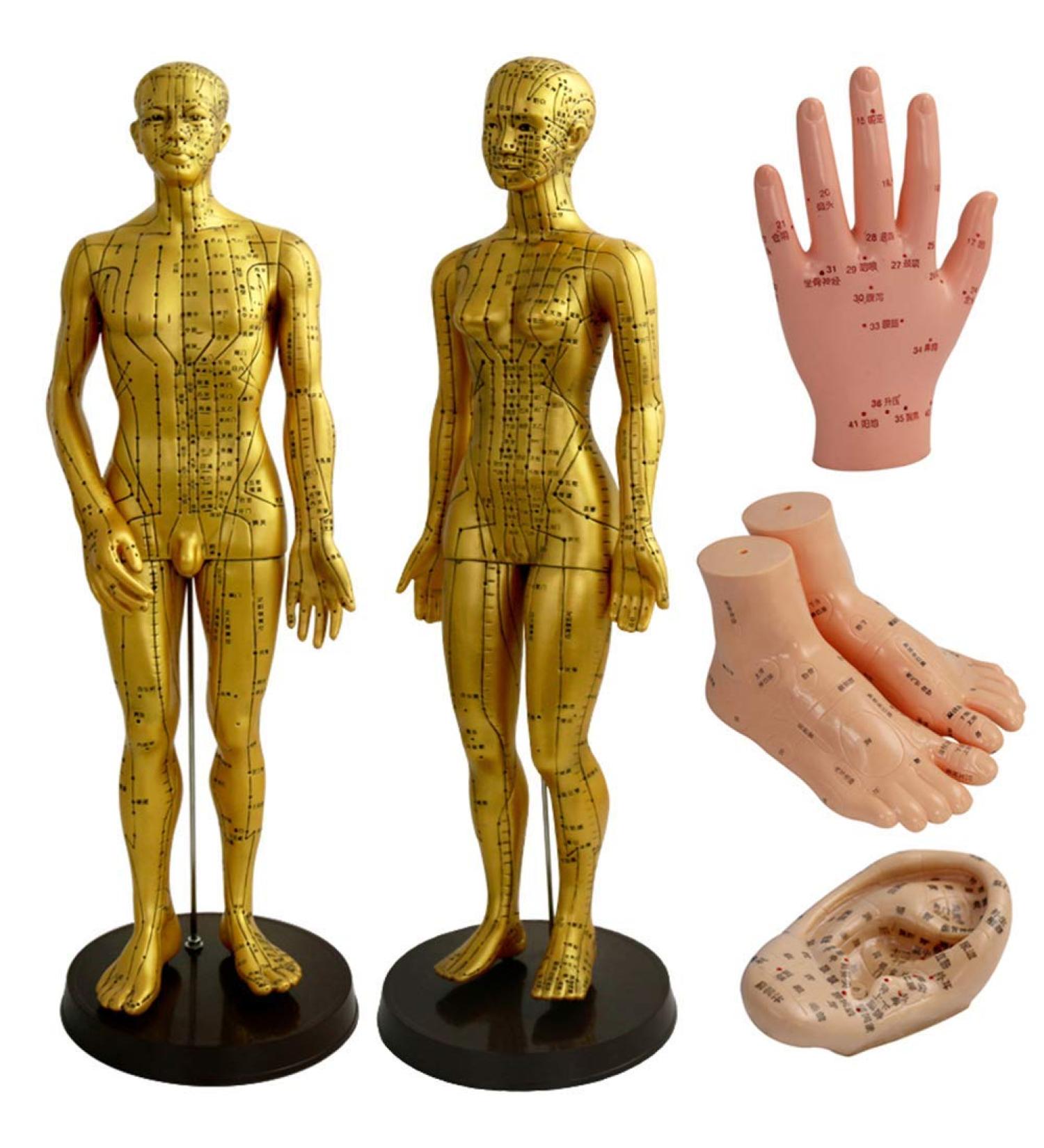 Human TCM Meridian Point Model Acupuncture Female Model Male Model + Hand Model + Foot Model + Ear Model - Buy Online on SooperMarket.com