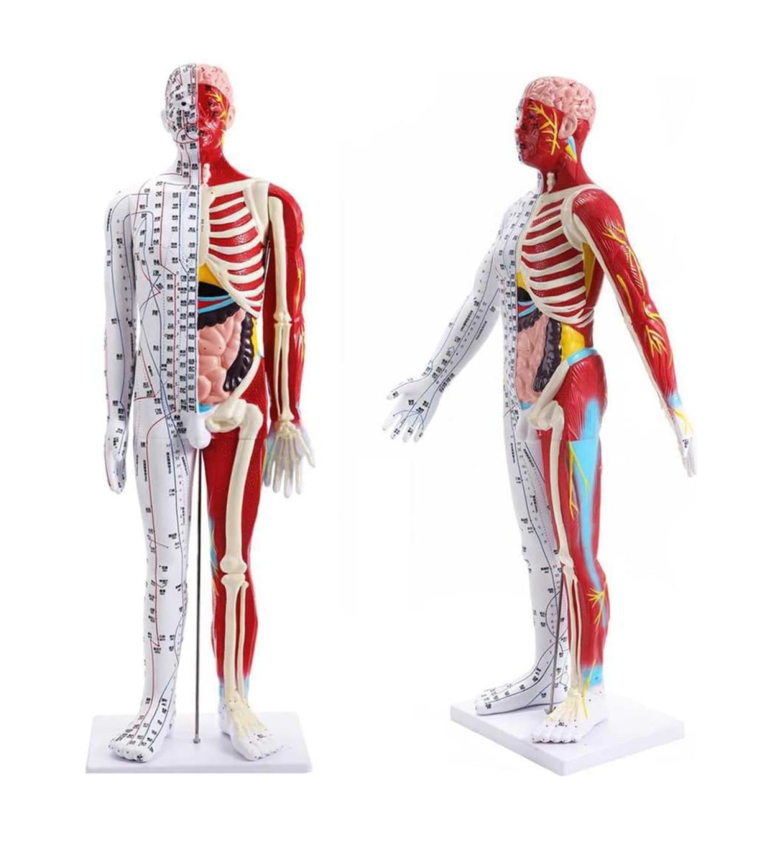 Male Acupuncture and Muscle Model Acupuncture Manikin 85Cm Meridian Anatomy Models with Accurate Lettering of Acupuncture Points for Teaching Training Presentation - Buy Online on SooperMarket.com