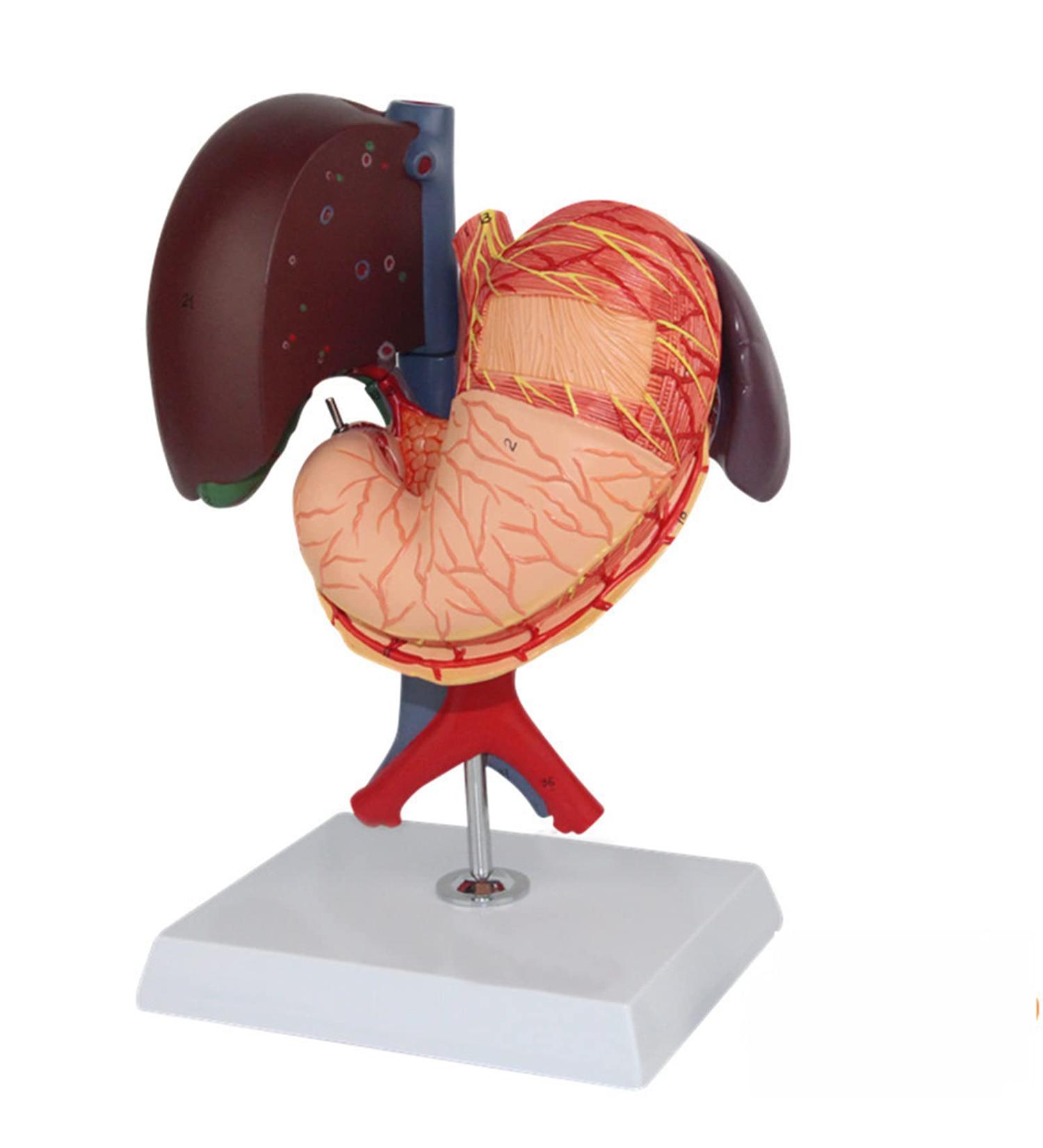 Model of The Human Liver Model of The Liver and The Duodenum and The Pancreas Model of The Liver in Life Simulation Model of The Hepatobile Digestor Organ - Buy Online on SooperMarket.com