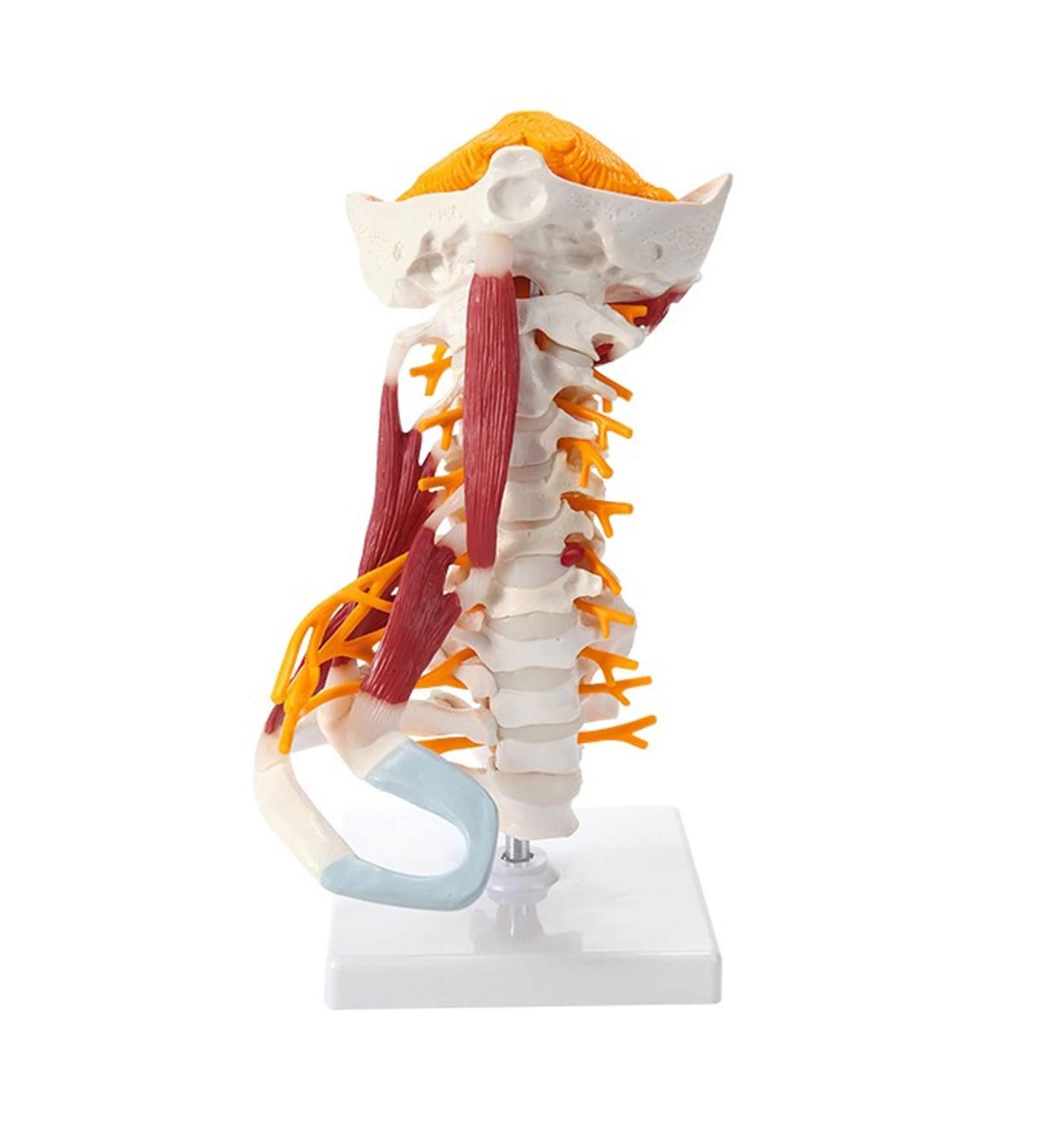 1:1 Life Size Cervical Vertebrae Vertebral Body Cervical Spine Nerve Model Human Anatomy Spinal Cord Cervical Vertebrae Skeleton - Buy Online on SooperMarket.com