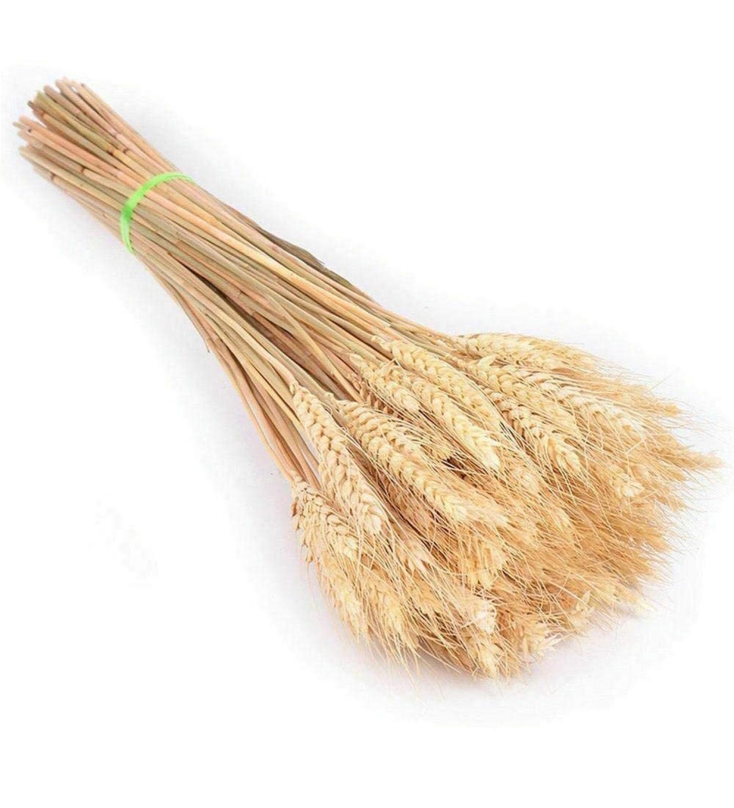 25pcs/set Natural Wheat Ear Barley Dried Flowers Bouquet For Wedding Party Room Decoration Wheat Decoration Bouquet Craft Beige 25pcs - Buy Online on SooperMarket.com