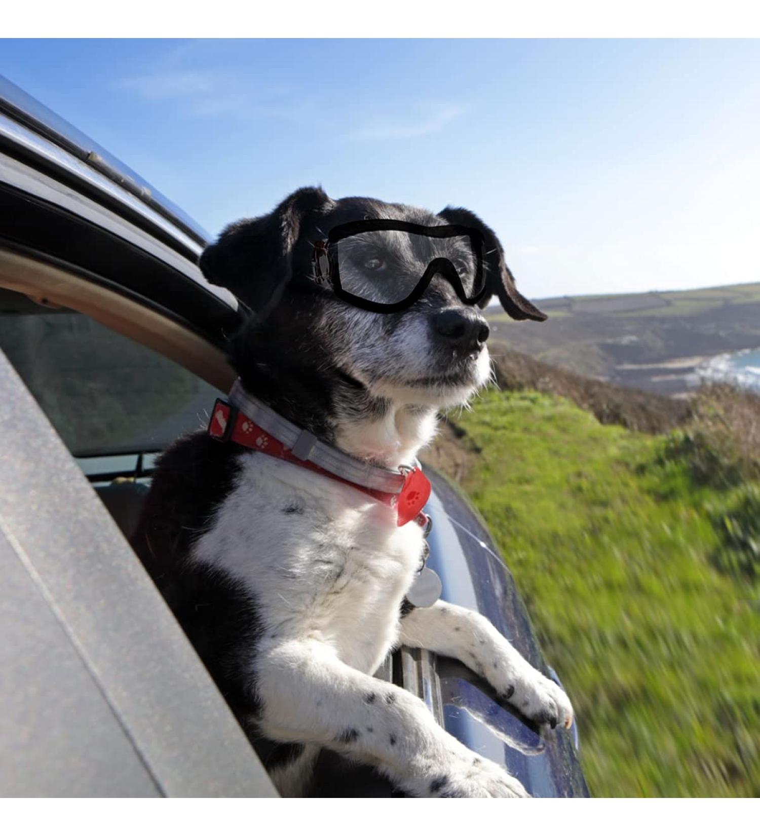 PETLESO Dog Goggles Large Eye Protection Dog Sunglasses for Middle/Large Dogs Clear - Buy Online on SooperMarket.com