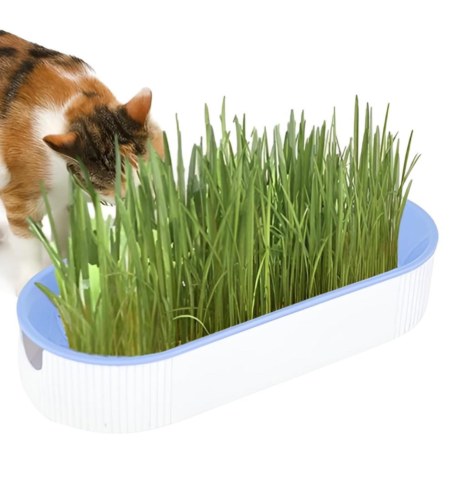 Youding Cat Grass Growing Kit Planter Tray Catnip Box Chewing Kitten Plant Set for Snacks Soil Free Snacks Digestion Pet Food Indoor Nursery Balcony Patio Blue - Buy Online on SooperMarket.com