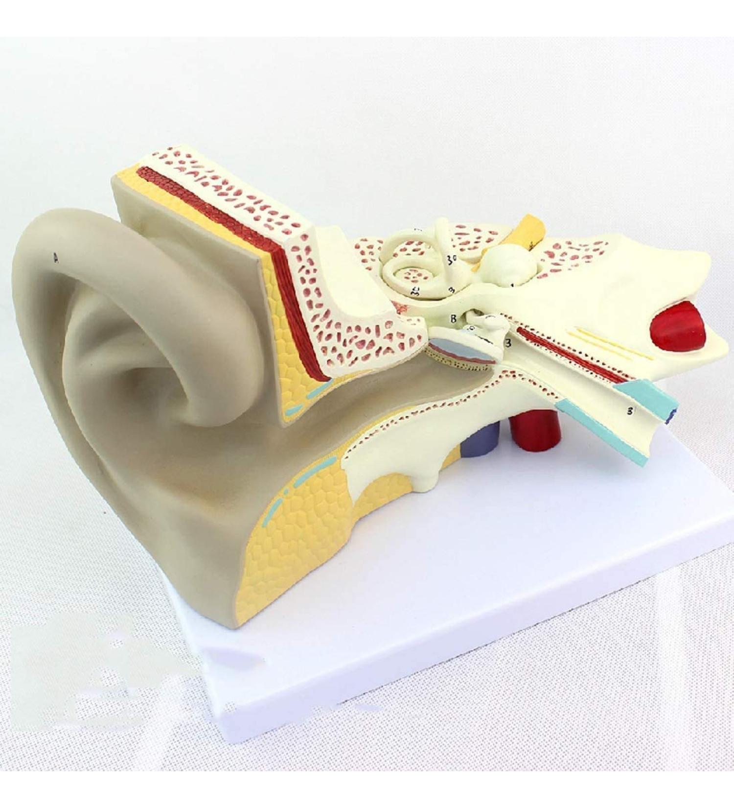 Educational Model of Auditory System Model for Otolaryngology Medical Model of The Human Ear The Inner Ear Ear Suitable for Training Equipment - Buy Online on SooperMarket.com