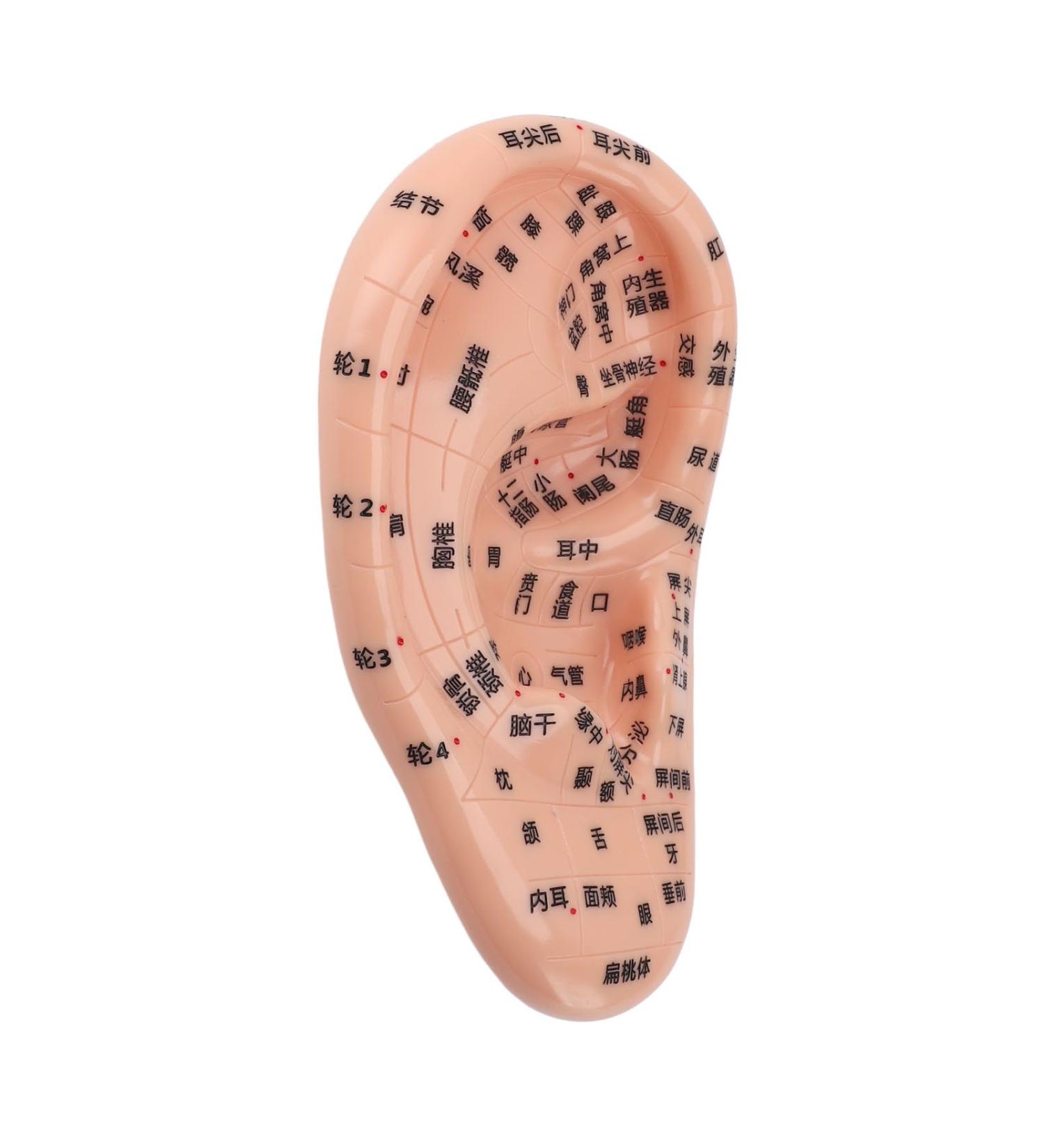 Buy 17cm Ear Acupuncture Point Model - Large Reflexology Learning Display for International Shipping - Buy Online on SooperMarket.com