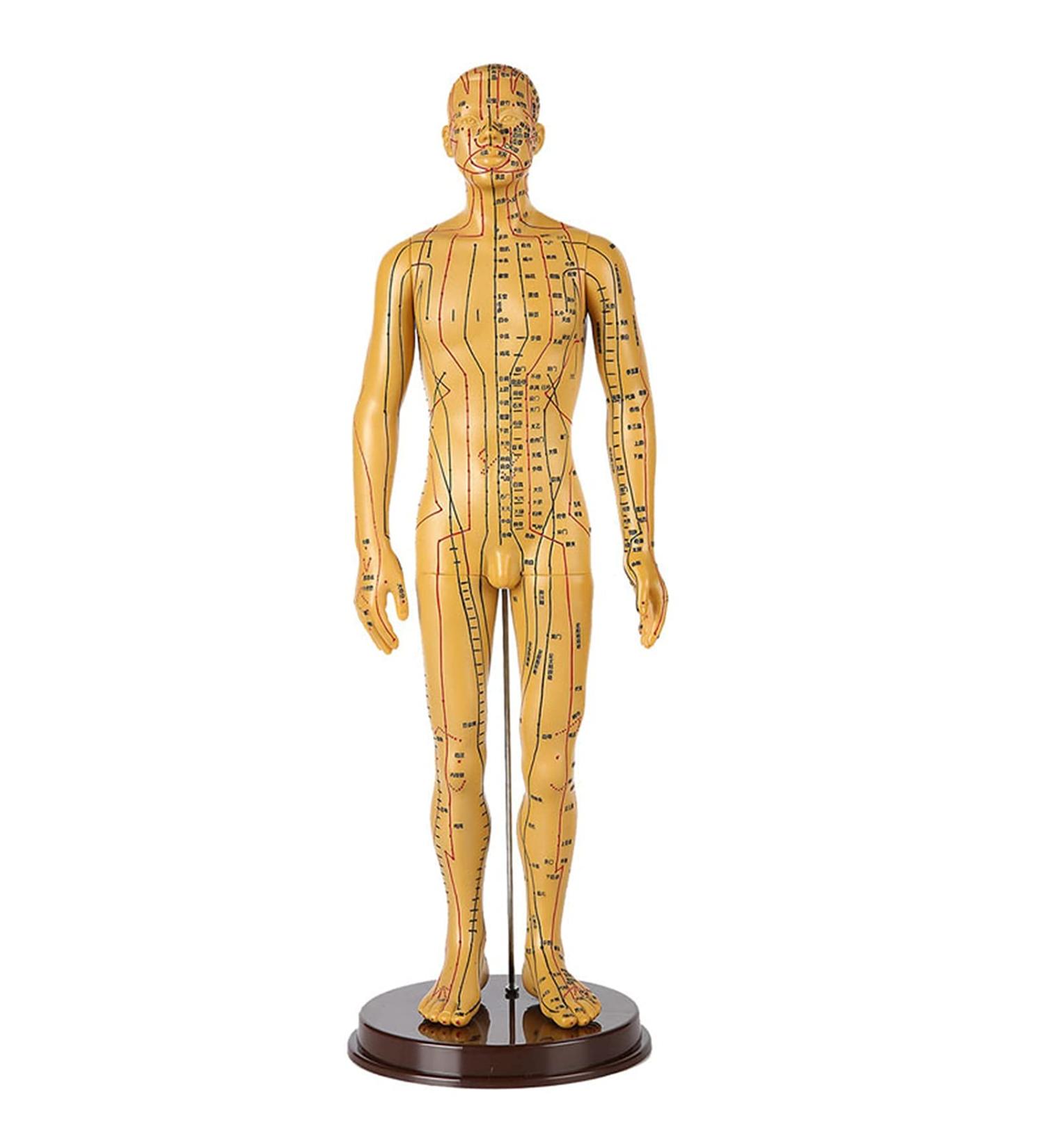 Human Acupuncture Template 50 cm Human Meridian Chinese Medicine Acupuncture Point Medicine Acupuncture Point Model Hand Rotate Anatomy Model - Buy Online on SooperMarket.com