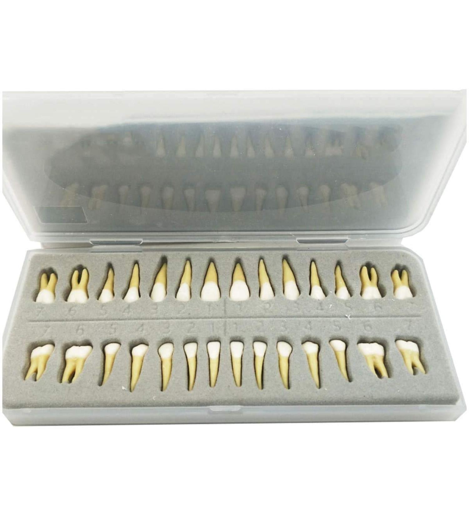 Dental Model - Teeth Model - 28 Pieces Two-Tone Permanent Teeth Study Analysis Demonstration Teeth - Buy Online on SooperMarket.com