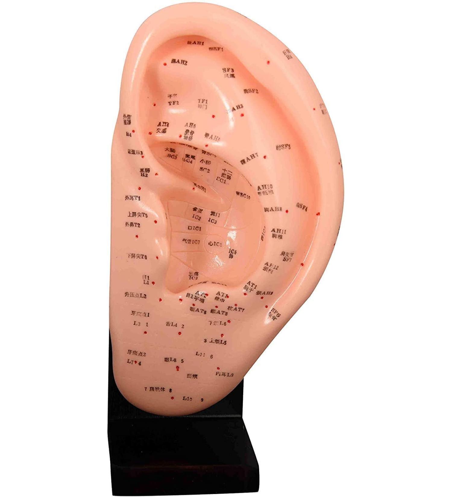 Model of Human-Anatomic Anatomical Tool Ear Acupuncture Showing Various Acupuncture Points and is Listed in The Red Dots Height 23 cm