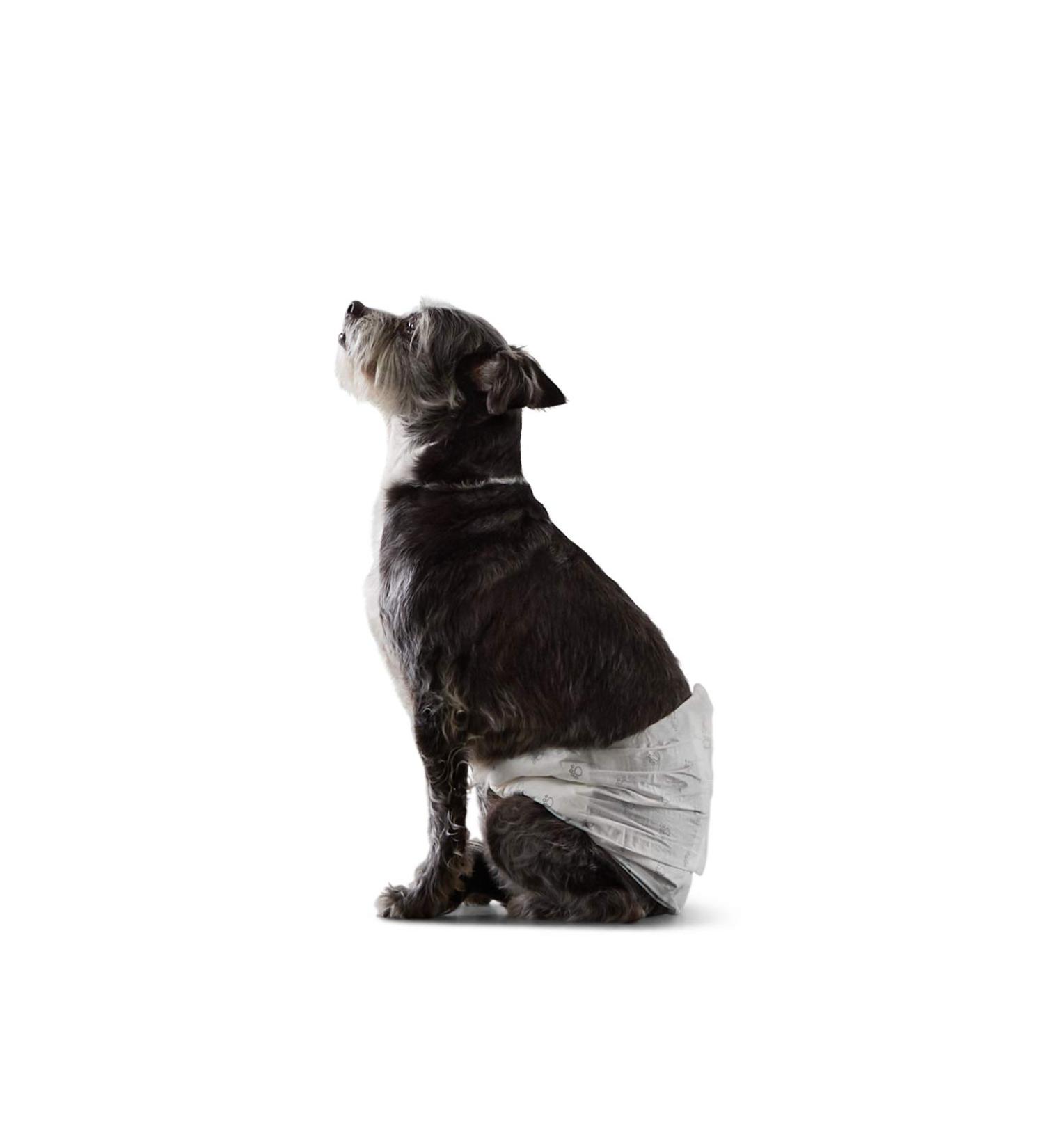Amazon Basics Disposable Dog Diapers for Male Dogs - Small (30-Pack) | Premium Absorbency & Comfort - Buy Online on SooperMarket.com