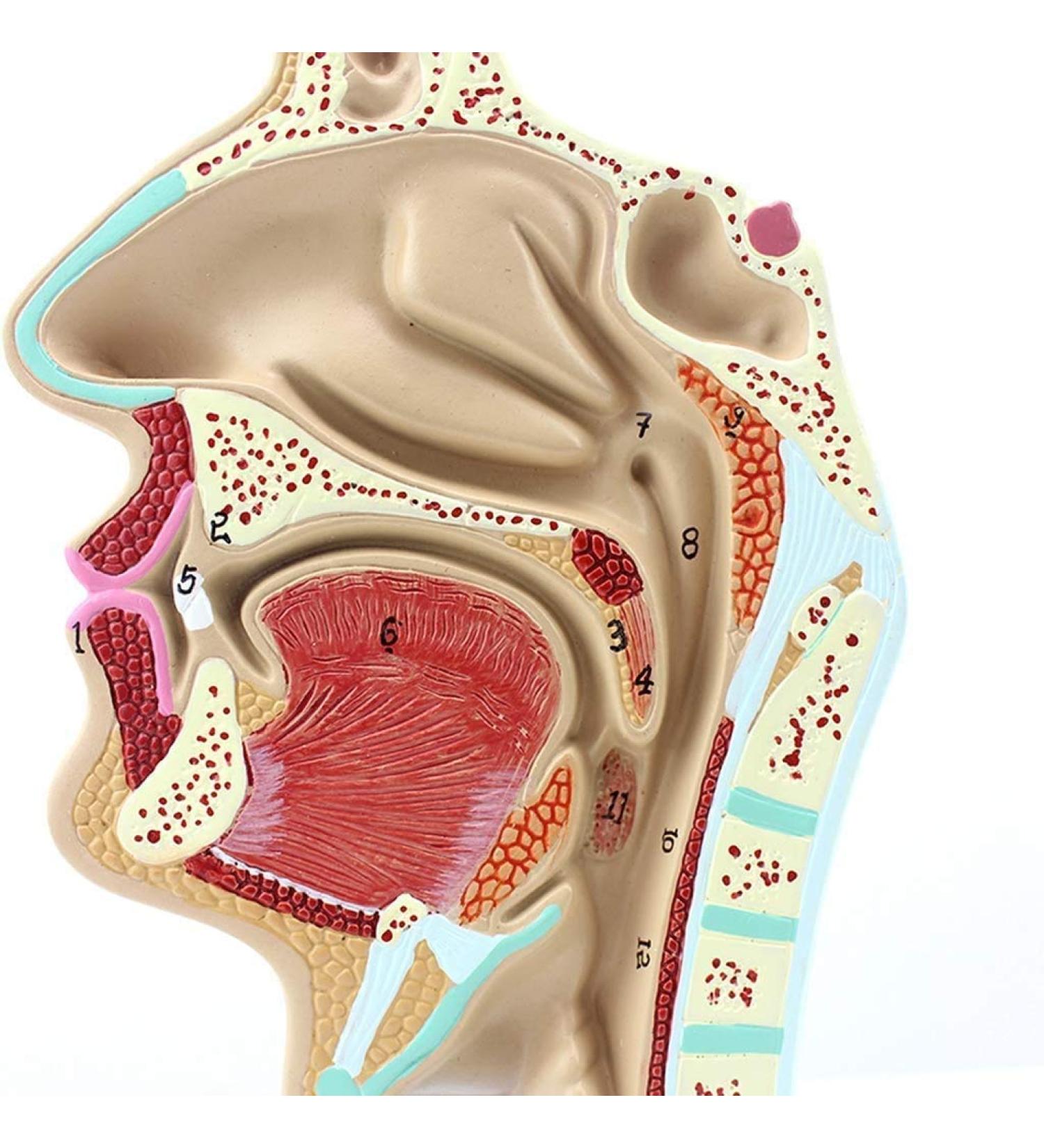 Model of The Nasal Cavity - 1: 1 Life Size Oral Neck Anatomical Model Nasopharyngeal cave - Training aid Medical Training Materials - Buy Online on SooperMarket.com