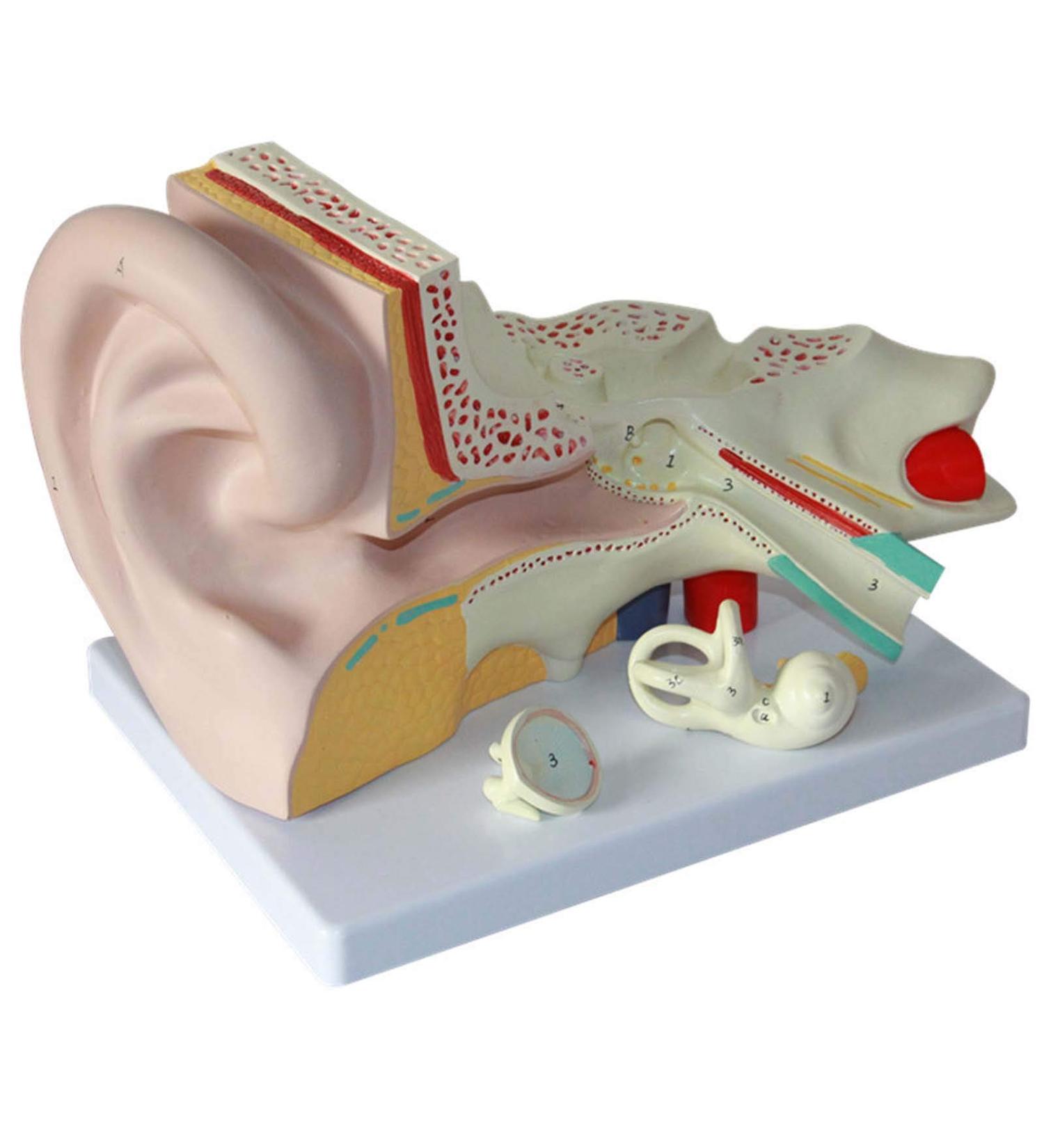Human Ear Anatomy Model Zoom Model Removable Ear Structure Model Inner Ear Labyrinth Medical - Buy Online on SooperMarket.com