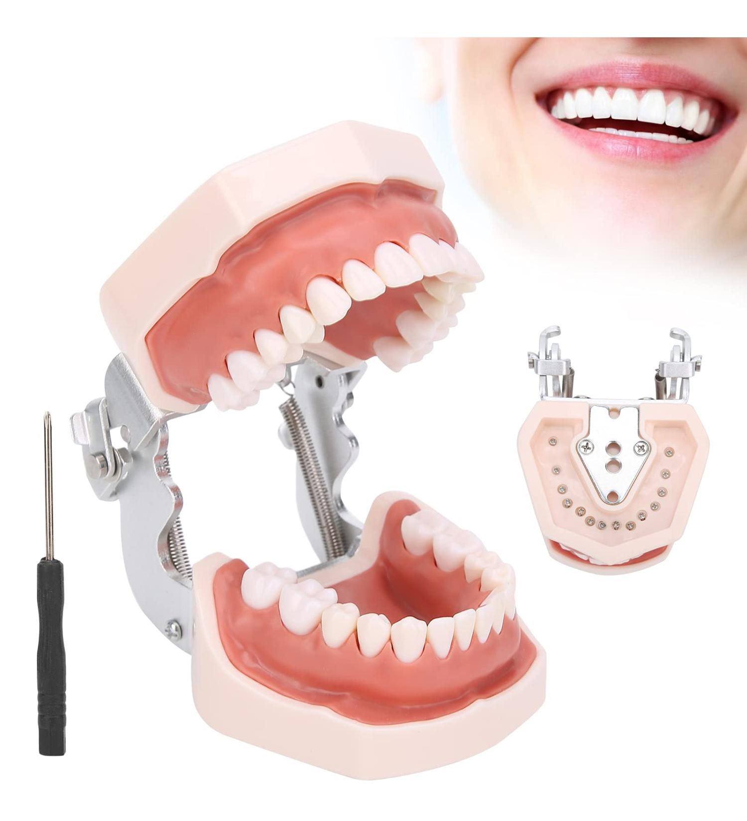 Removable Tooth Model for Dental Education | Simulation Teeth Restoration & Bridge Implants Teaching Aid - Buy Online on SooperMarket.com