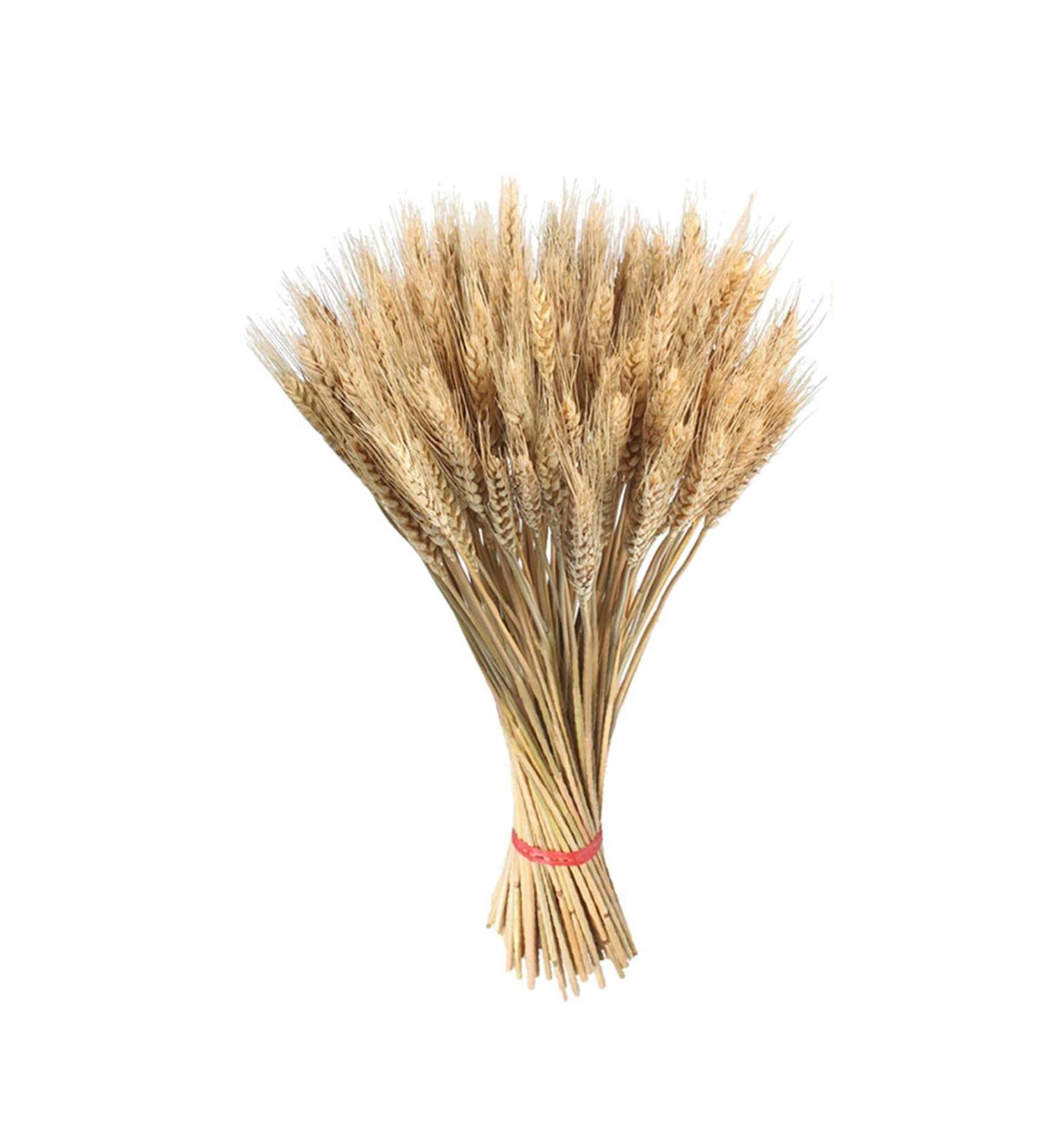 Dried Wheat Stalks 100Pcs Dried Wheat Sheaves Rustic Natural Ears of Wheat Natural Wheat Decor for Home Farmhouse Fireplace Wedding Party and Table/523 - Buy Online on SooperMarket.com