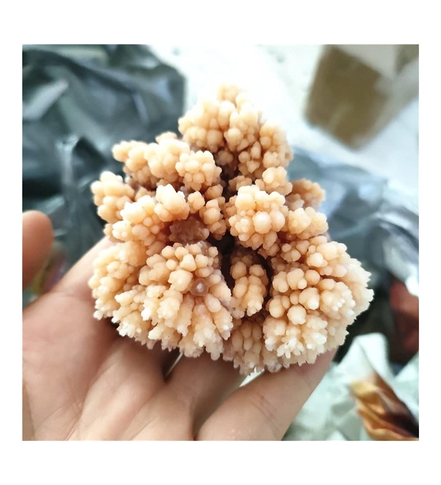 Rare Natural Raw Quartz Crystal Cluster Stones Crystal Point Specimen Home Decoration Raw Crystals Beautiful Gift (Size : 40-70g) - Buy Online on SooperMarket.com