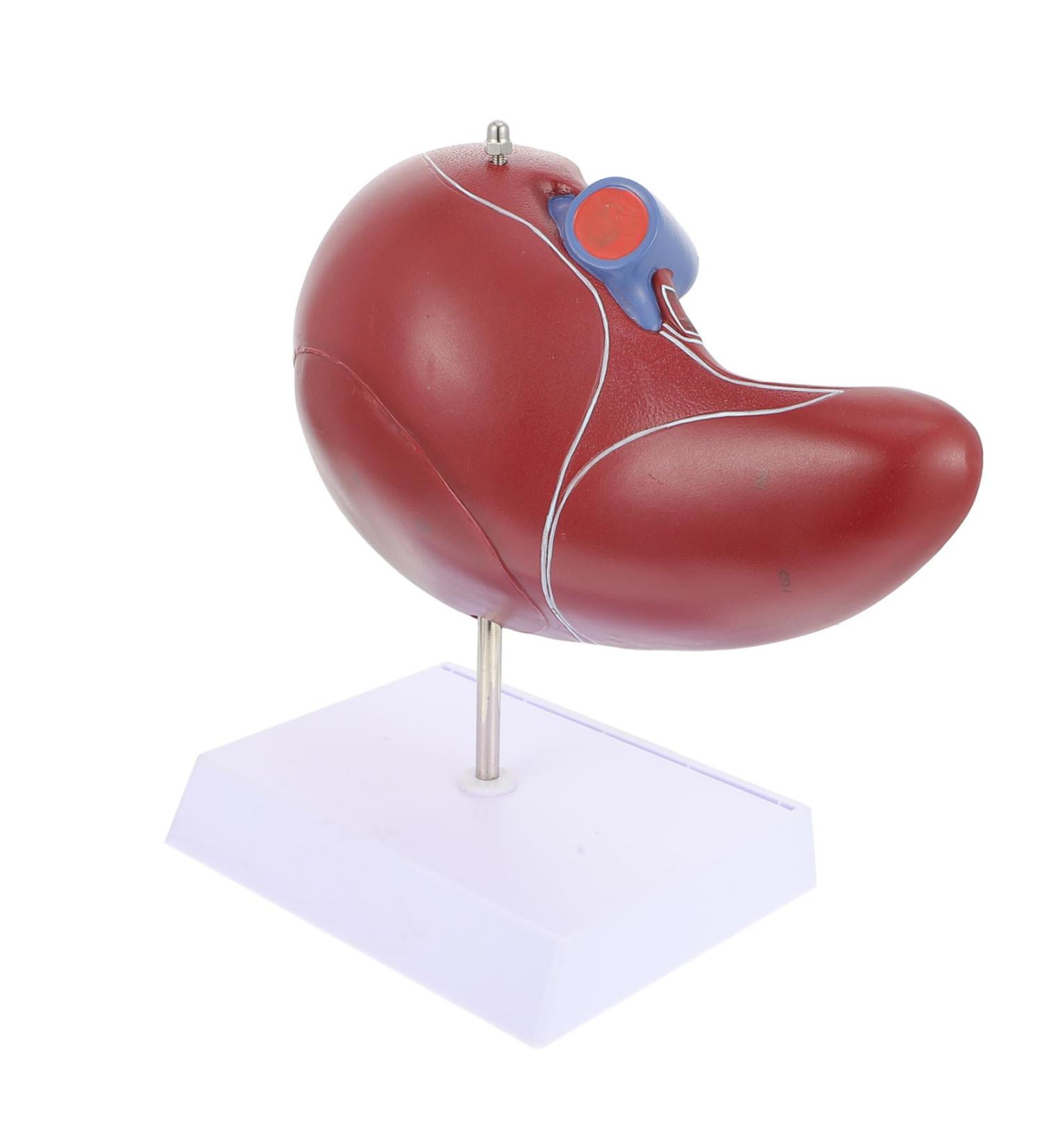 Baluue Liver Anatomical Model Liver Model with Base Anatomical Liver Model Human Body Gallbladder - Buy Online on SooperMarket.com