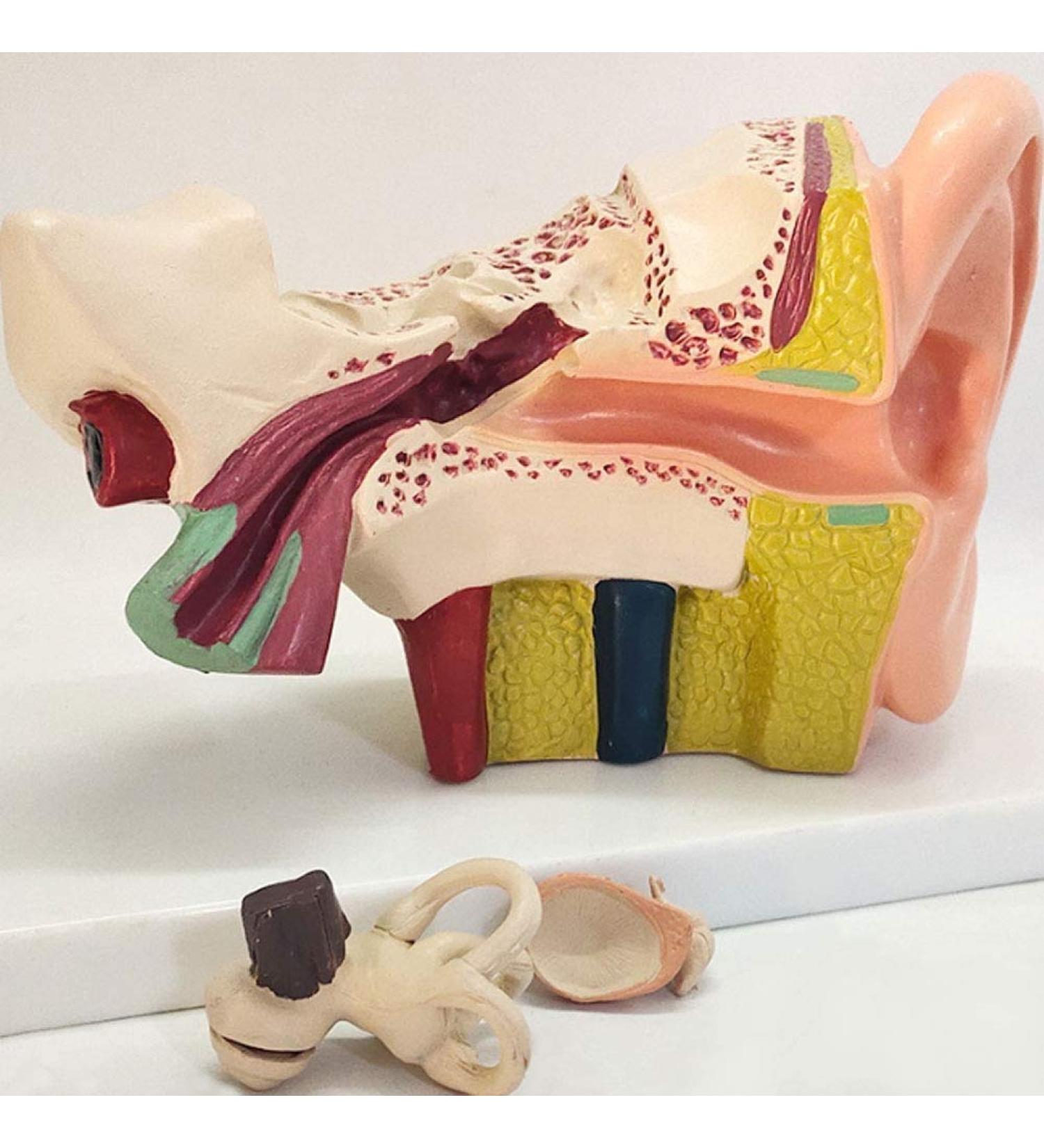 The Size Ear Model 5X Ear Anatomical Model for Inner Ear aids for Teaching Medical and Study of Education - Buy Online on SooperMarket.com