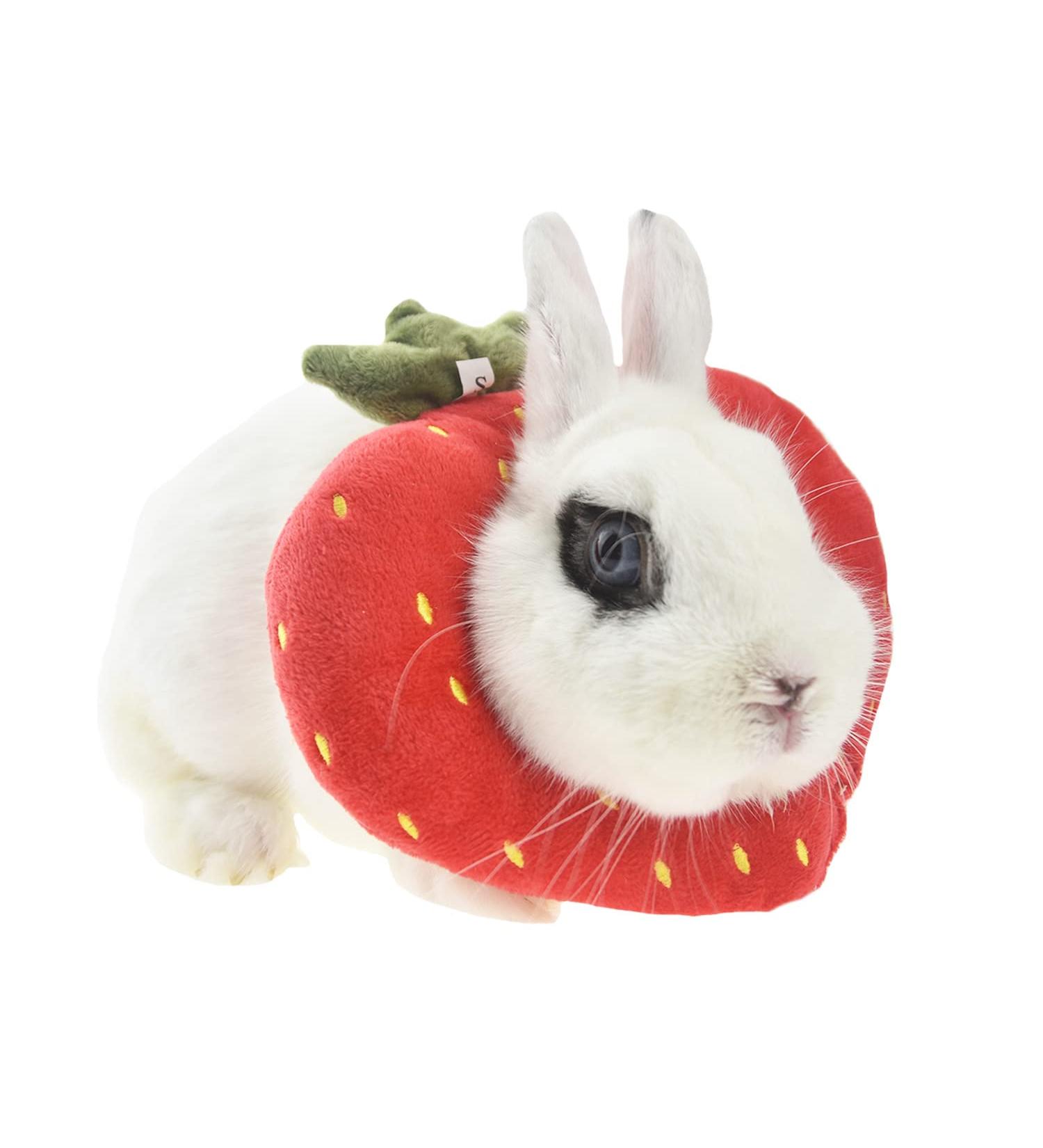 Buy Fladorepet Rabbit Protection Cone Elizabethan Neck Collars & Hasentoast Avocado Costume for Small Pets - Perfect for Recovery & Fun! - Buy Online on SooperMarket.com