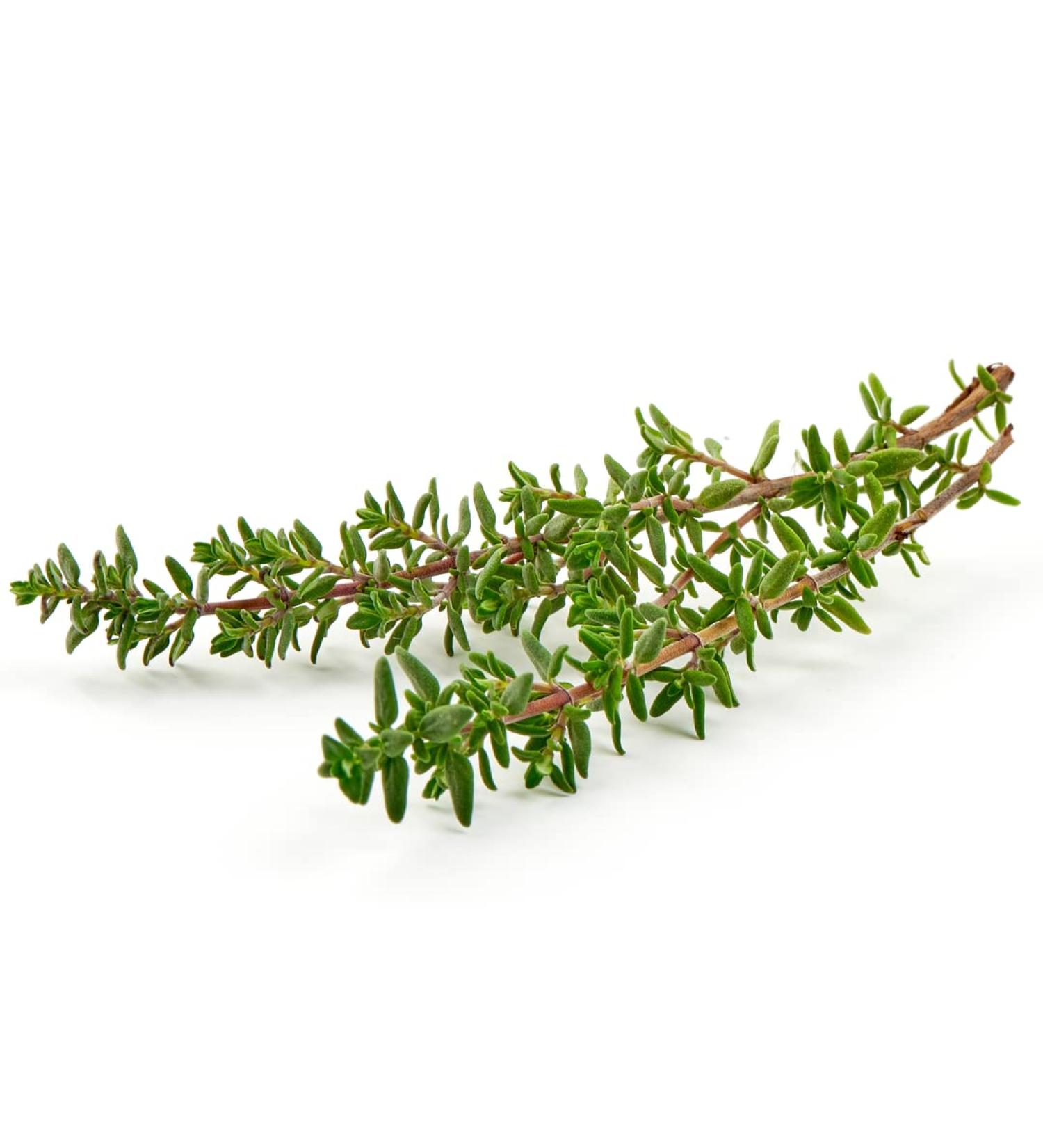 Thyme 10 bunch