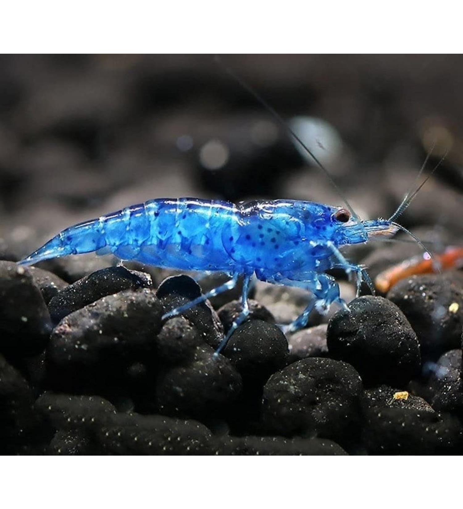 CU Aquatics 10 x Live Shrimp - Red | Blue | Black | Pearl | Yellow | Amano | Aquarium Live Cherry Shellfish | Aquatic Fish Pet | LIVE SHRIMP FISH SALE 10 x Blue Diamond