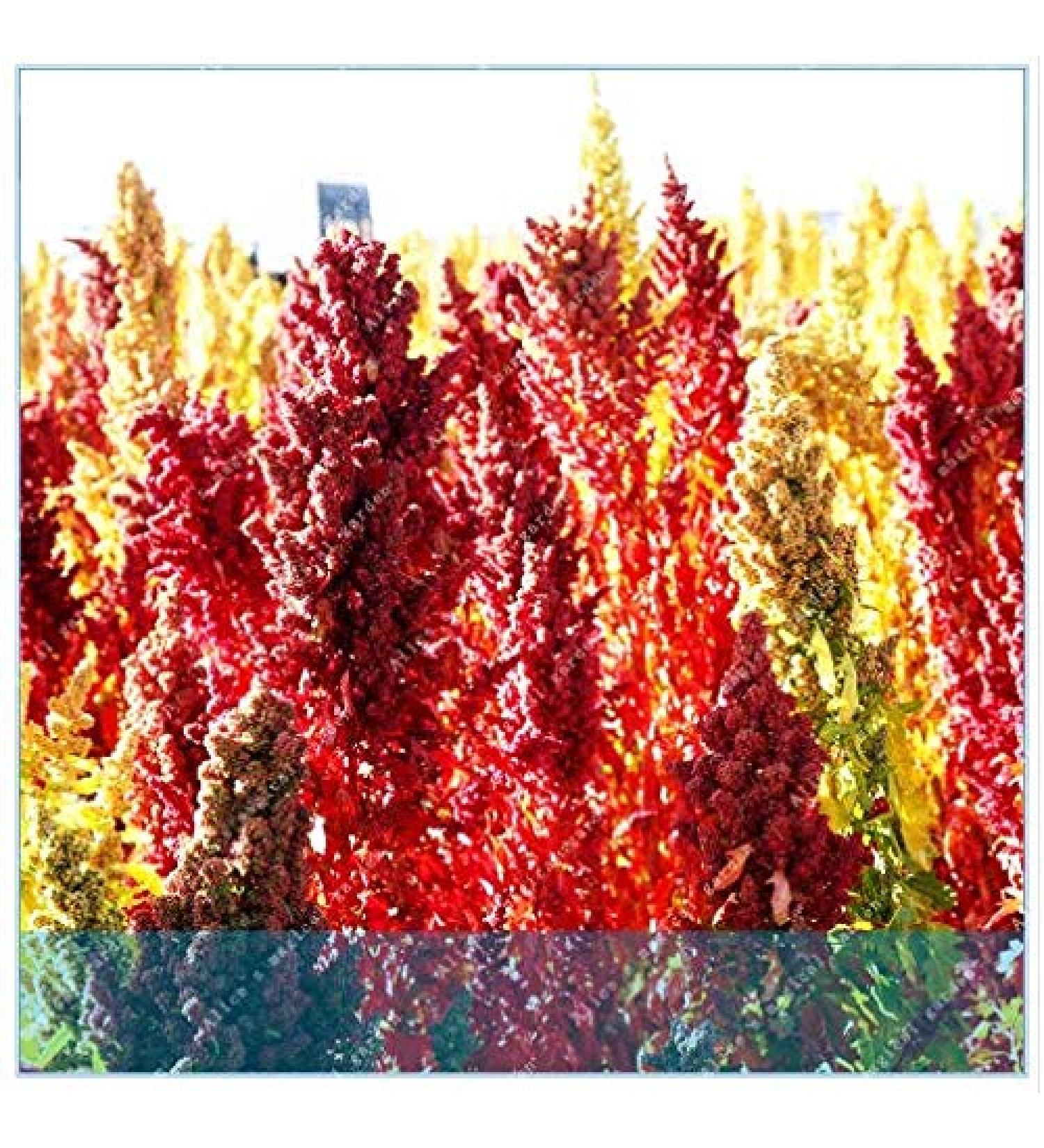 Portal Cool Semi cinesi Quinoa Semente Quinoa Grains Casa Giardino 200 pc - Buy Online on SooperMarket.com