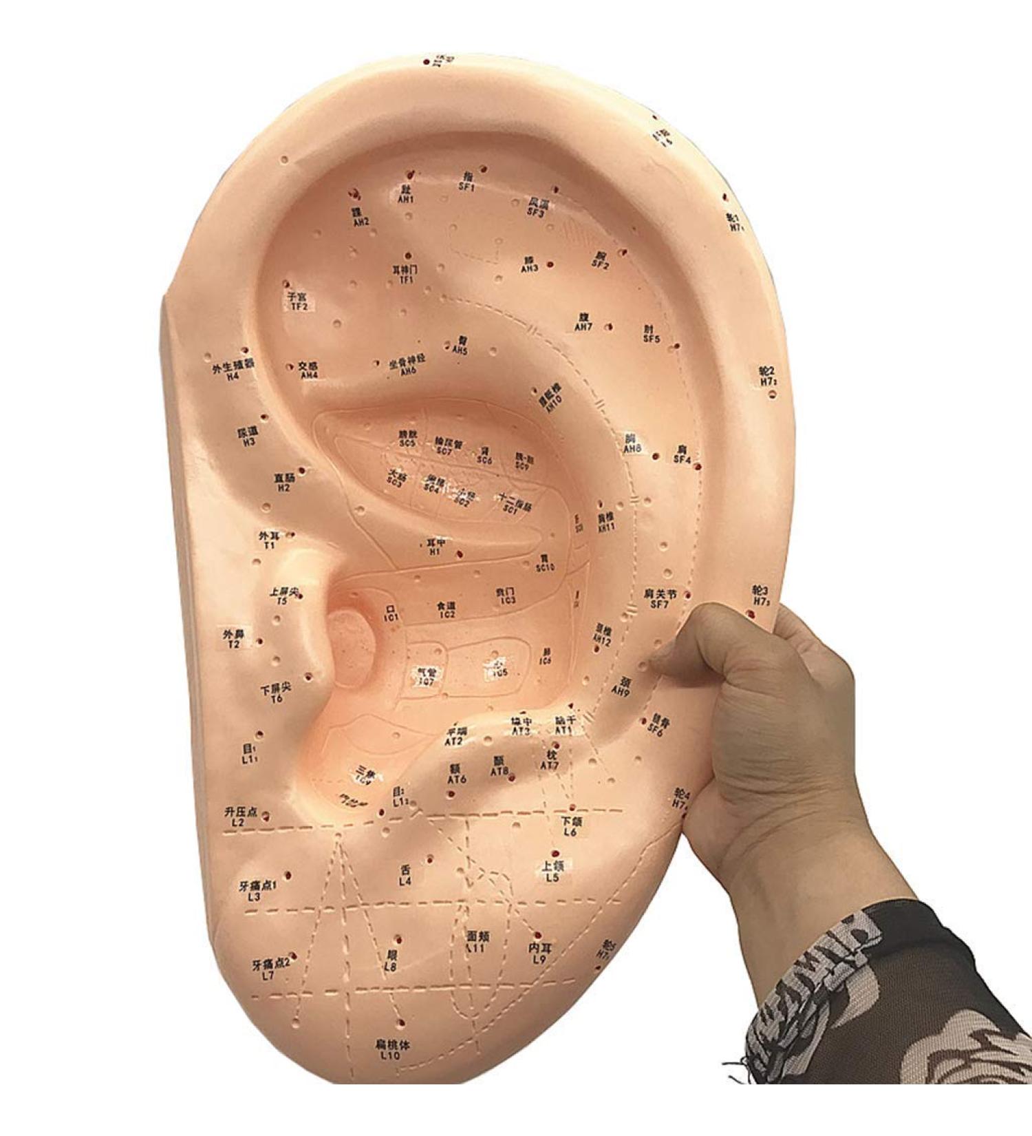 Ear Acupuncture Template Template - Human Giant Ear Acupuncture Template - Chinese Medicine Ear Pattern - Buy Online on SooperMarket.com