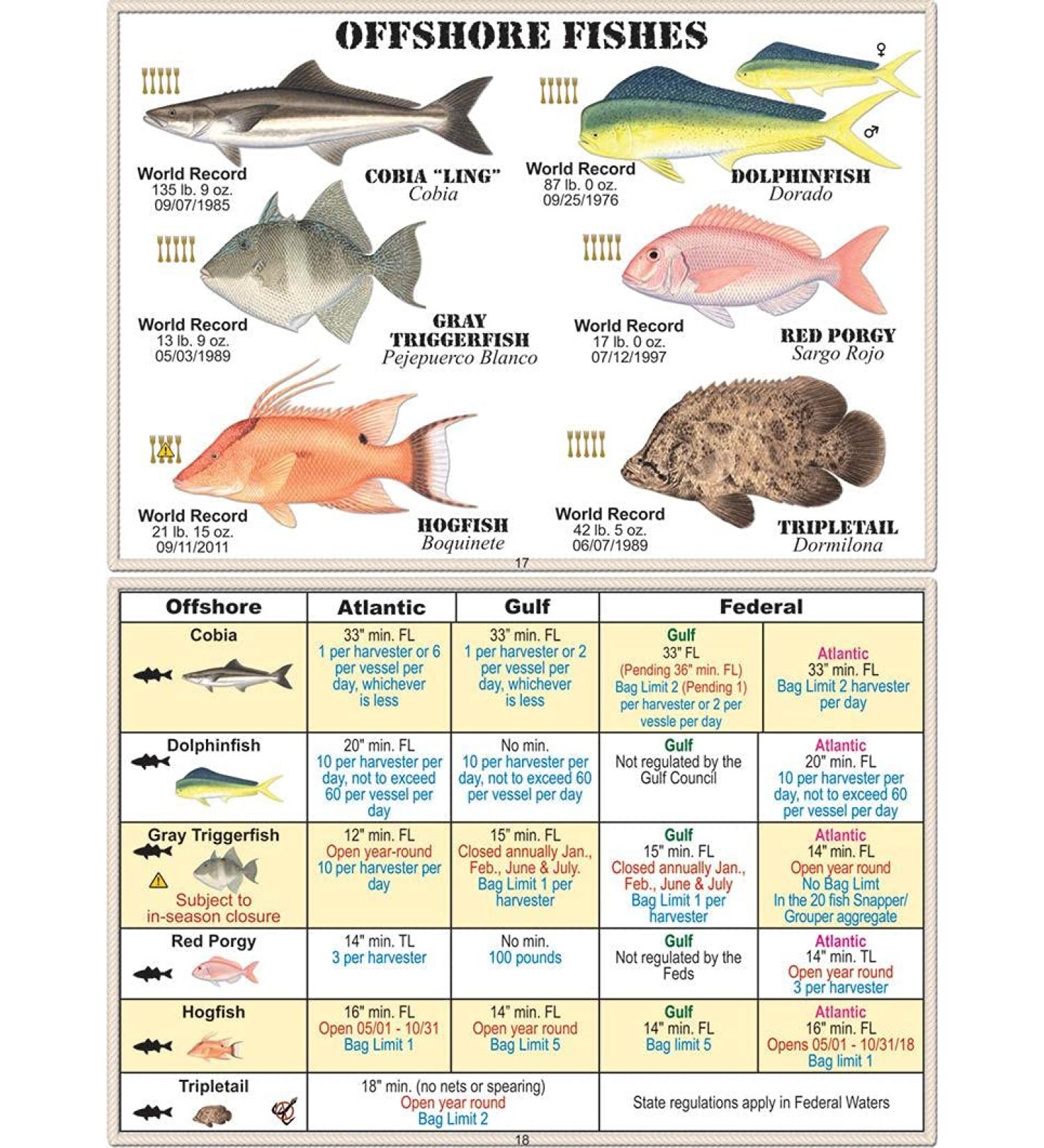 Saltwater Fish ID 9749091574 Florida Saltwater Fish ID, 10th Edition