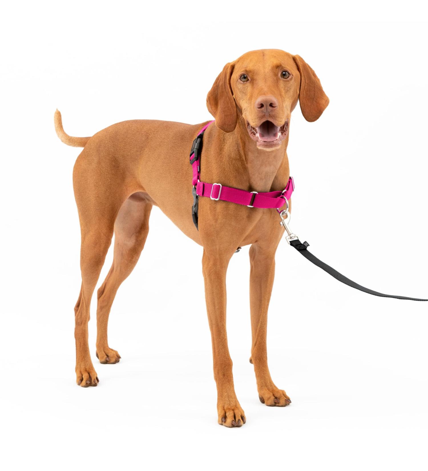 Buy PetSafe Easy Walk Harness - Anti-Pull Dog Harness (Size M Pink) with 1.8M Leash | Reduces Choking & Coughing - Shop Internationally! - Buy Online on SooperMarket.com