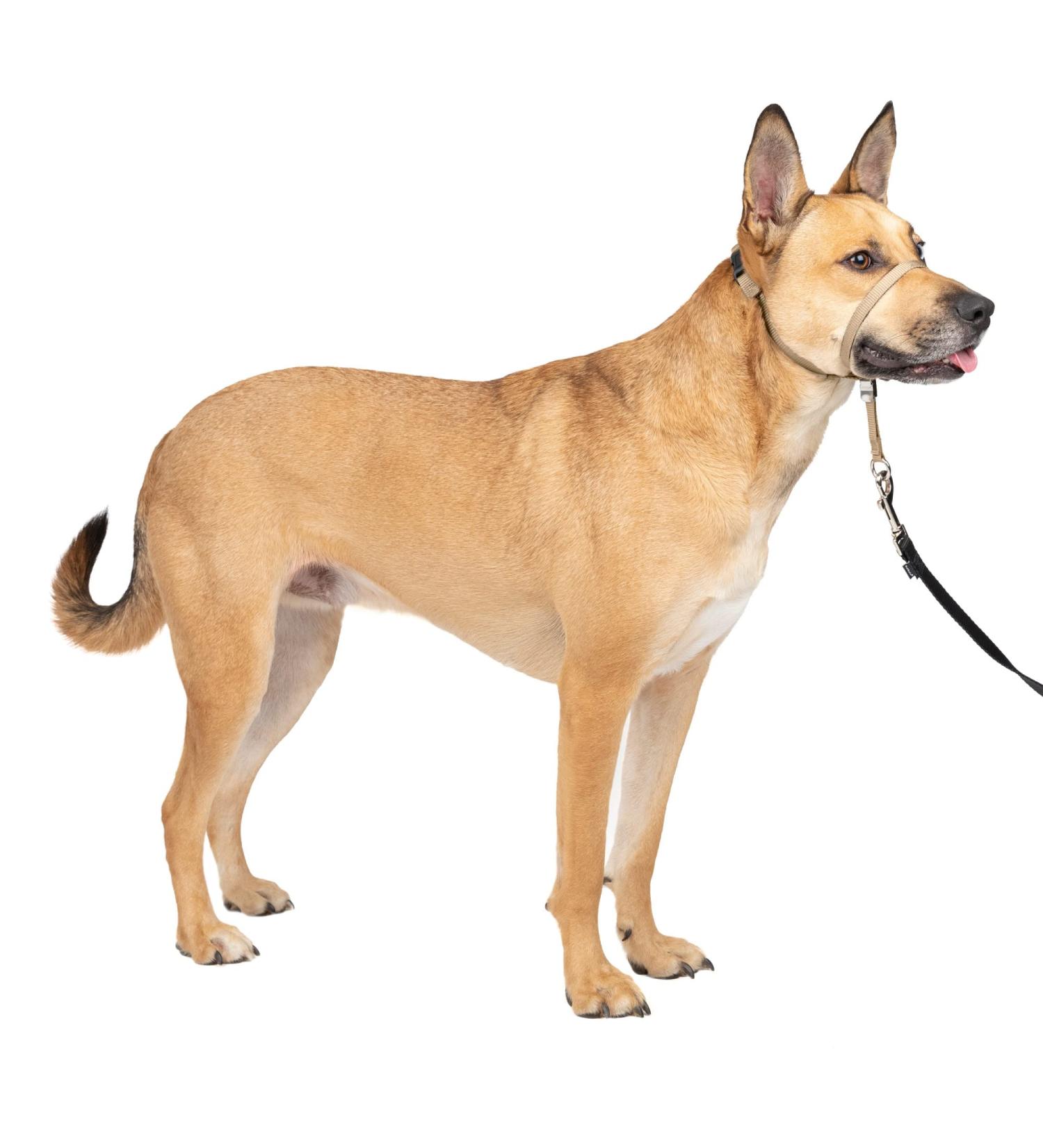 PetSafe Gentle Guide Collar - Beige Medium | Includes Training DVD | International Shipping - Buy Online on SooperMarket.com