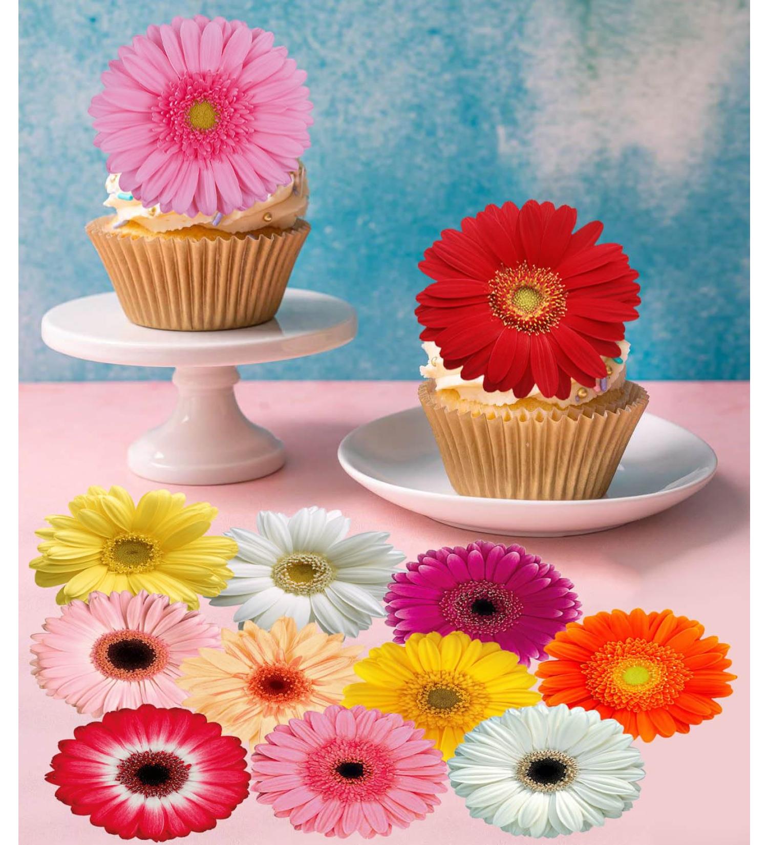 Pre-Cut Beautiful Gerbera Daisy A Edible Wafer Paper Flowers Cupcake Toppers Cake Decorations Birthday Party (12) - Buy Online on SooperMarket.com