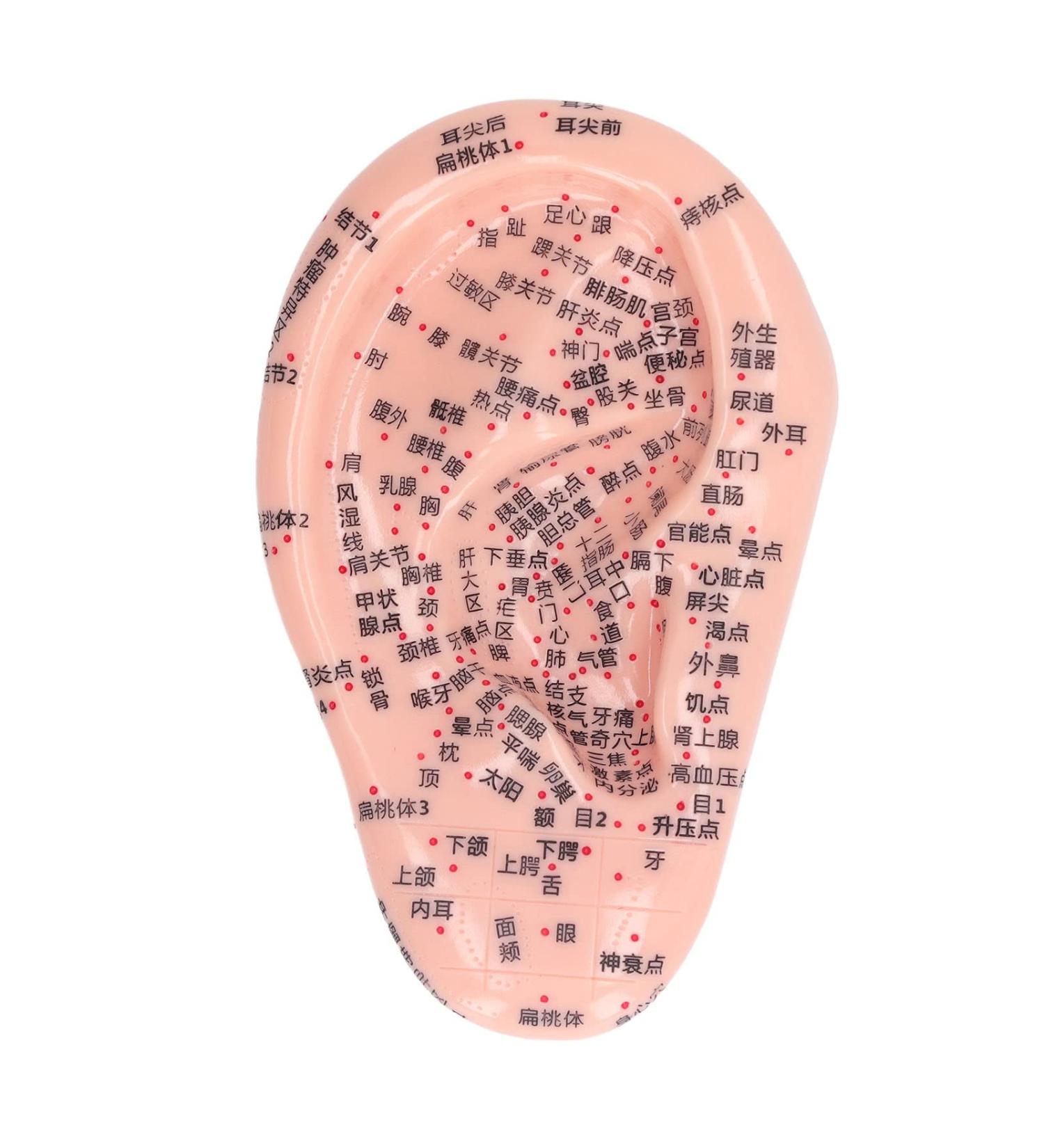 6.7 inch Silicone Ear Acupuncture Model - Ideal for Acupoint Learning & Home Care - Buy Online on SooperMarket.com