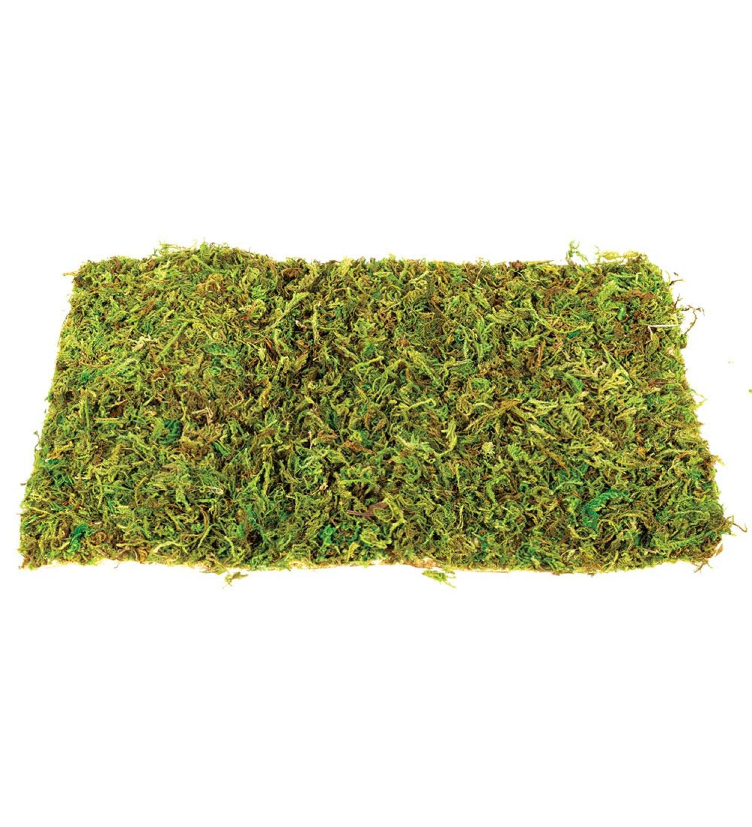 Komodo Small Natural Moss Mat for Reptiles - 2 Count - S