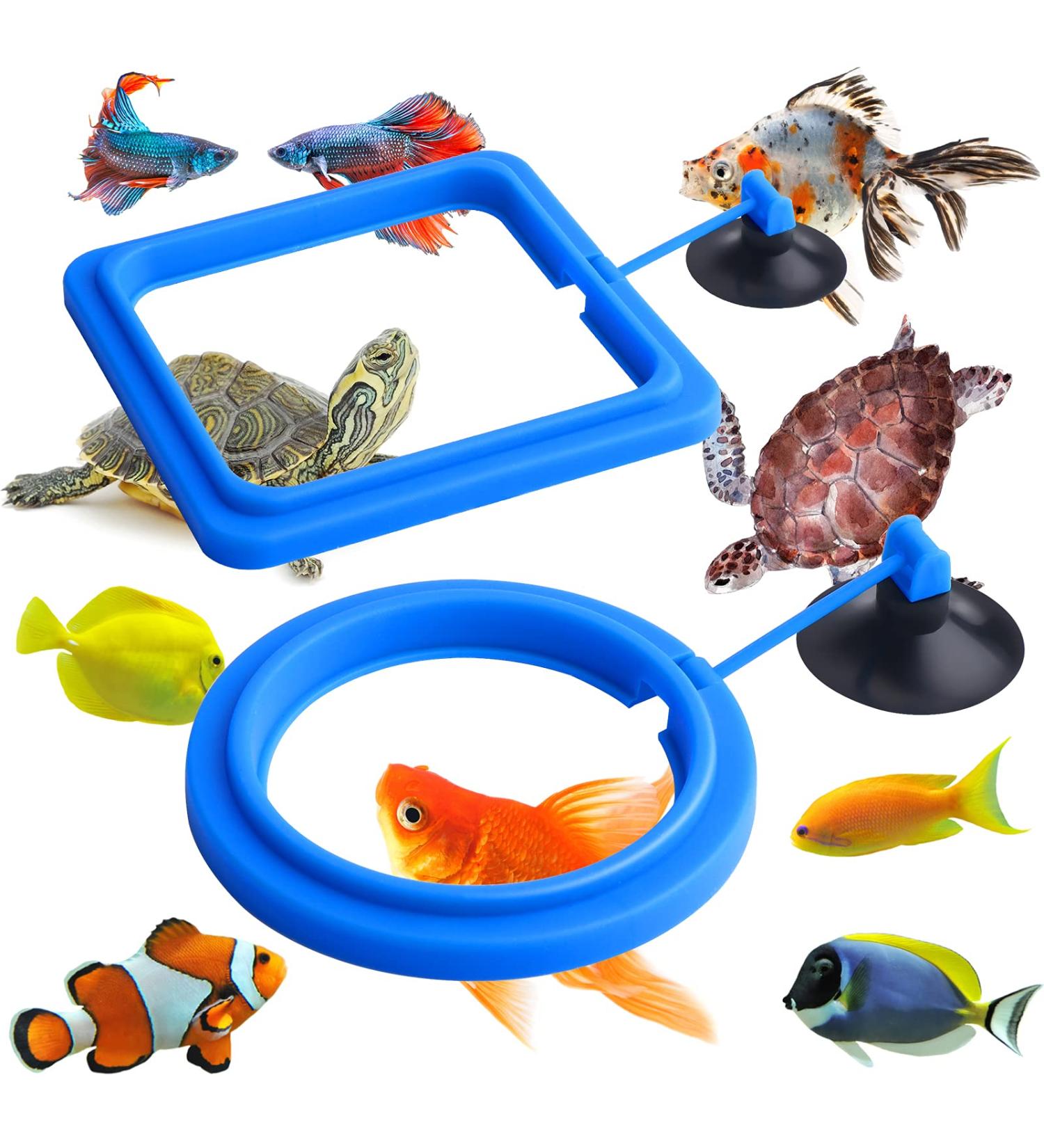 Molain Fish Feeding Ring 2 Pieces Fish Feeder Aquarium Fish Turtle Tank Accessories Food Feeder Circle For Guppy Bettas goldfish Turtle (Blue) - Buy Online on SooperMarket.com