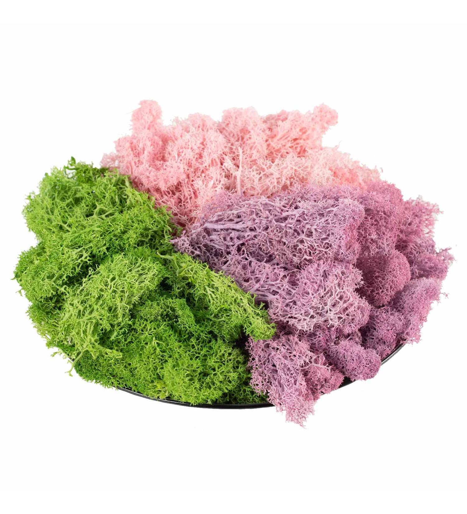 9 OZ Preserved Moss - Natural Live & Fake Moss for Potted Plants, Terrariums, Gardening, Art, Vase Fillers, Craft Floral Wall, Wedding Decor - Green, Purple, Pink - Buy Online on SooperMarket.com