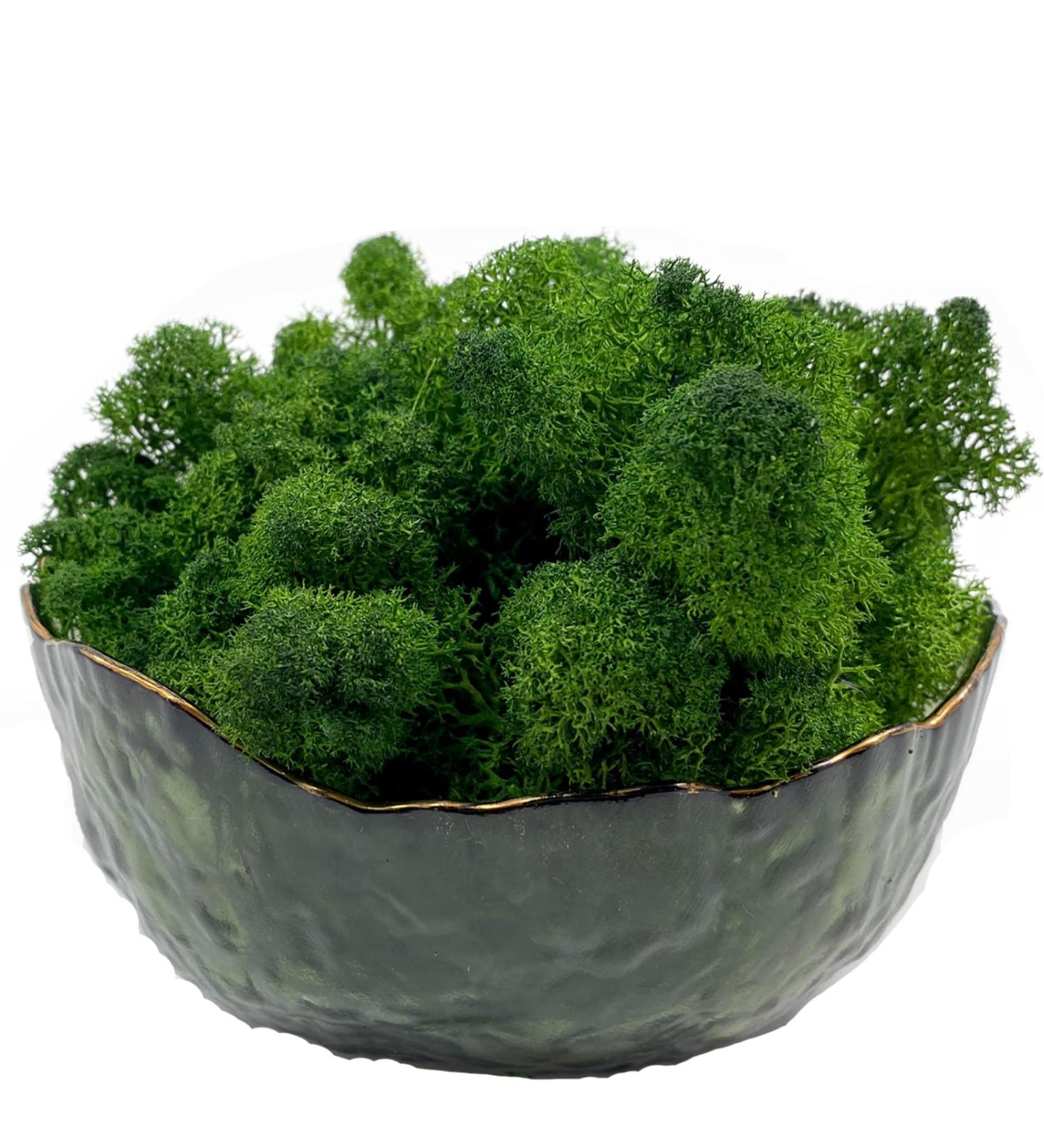 Natural Green Reindeer Moss 3.5oz - Ideal for Potted Plants, Crafts, and Wedding Decor - Buy Online on SooperMarket.com